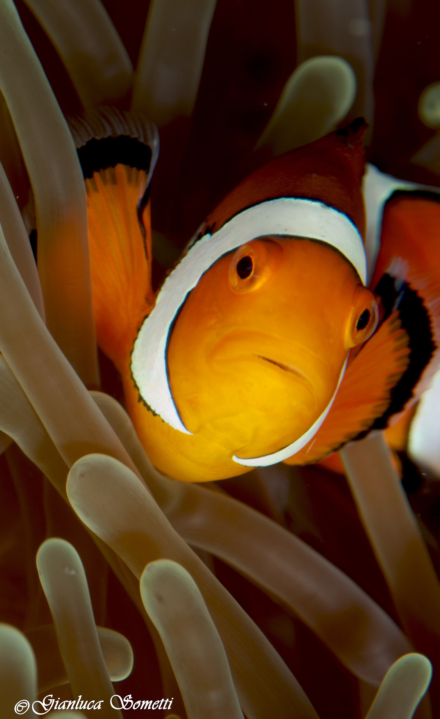 amphibrion ocellaris