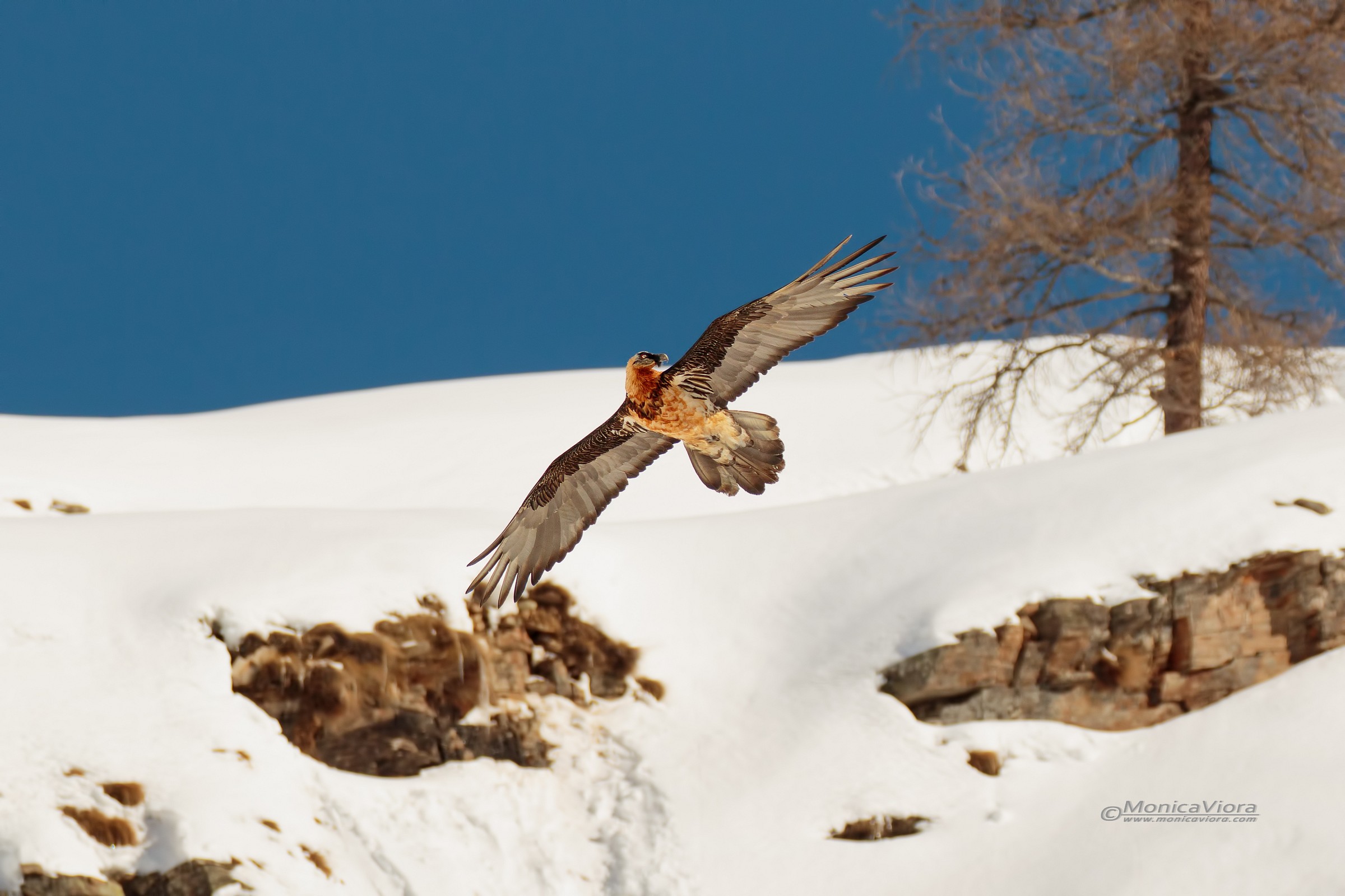 in the realm of the bearded vulture
