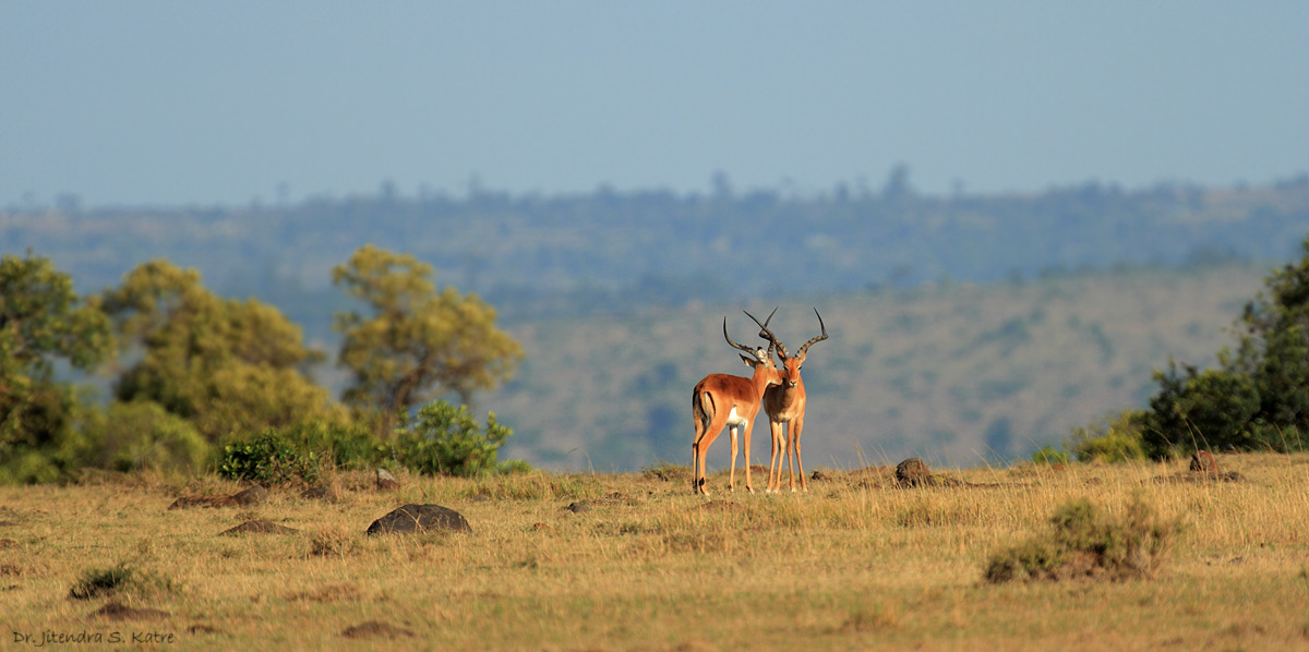 L'amore nell'aria ......