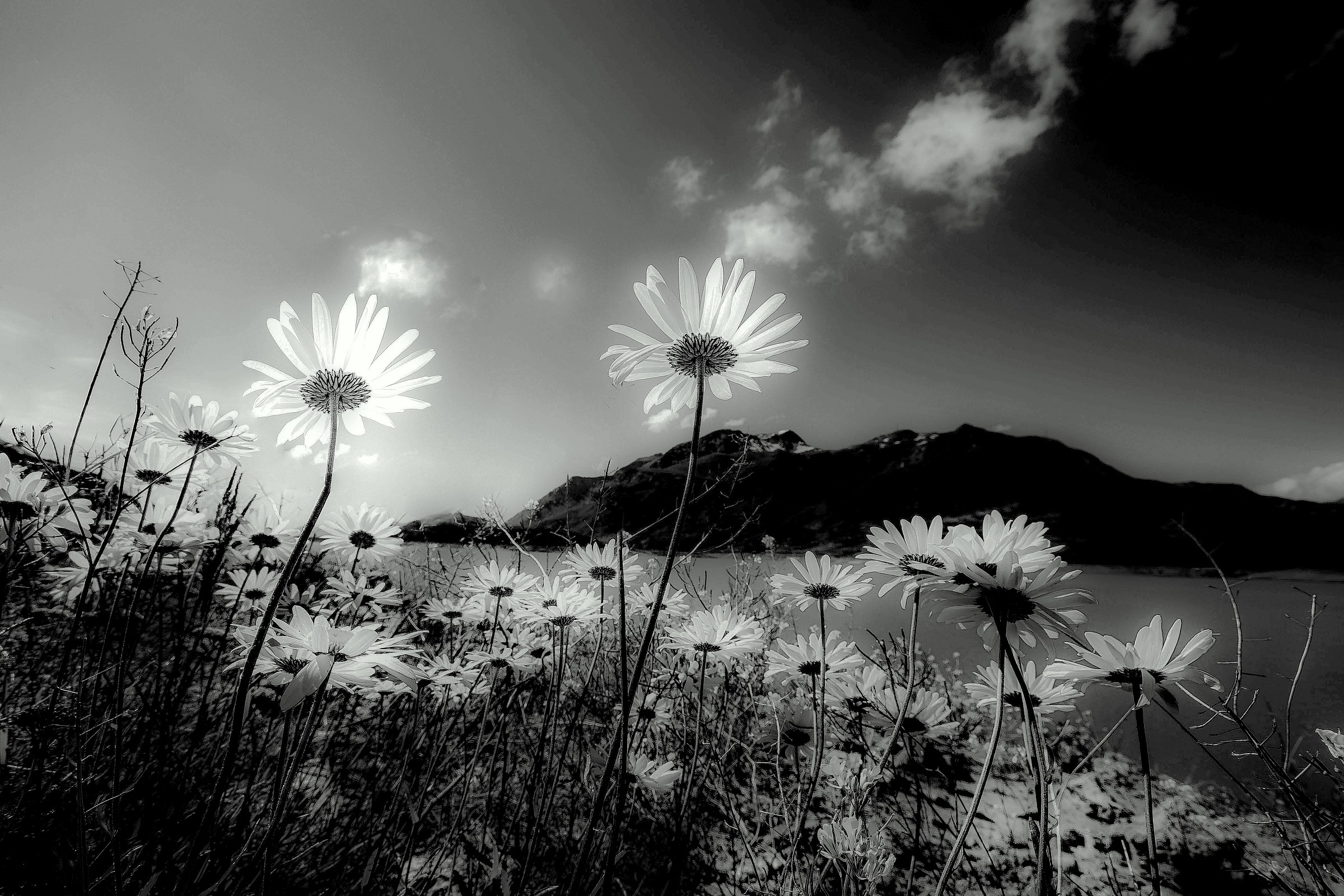 flowers in the sun ...........