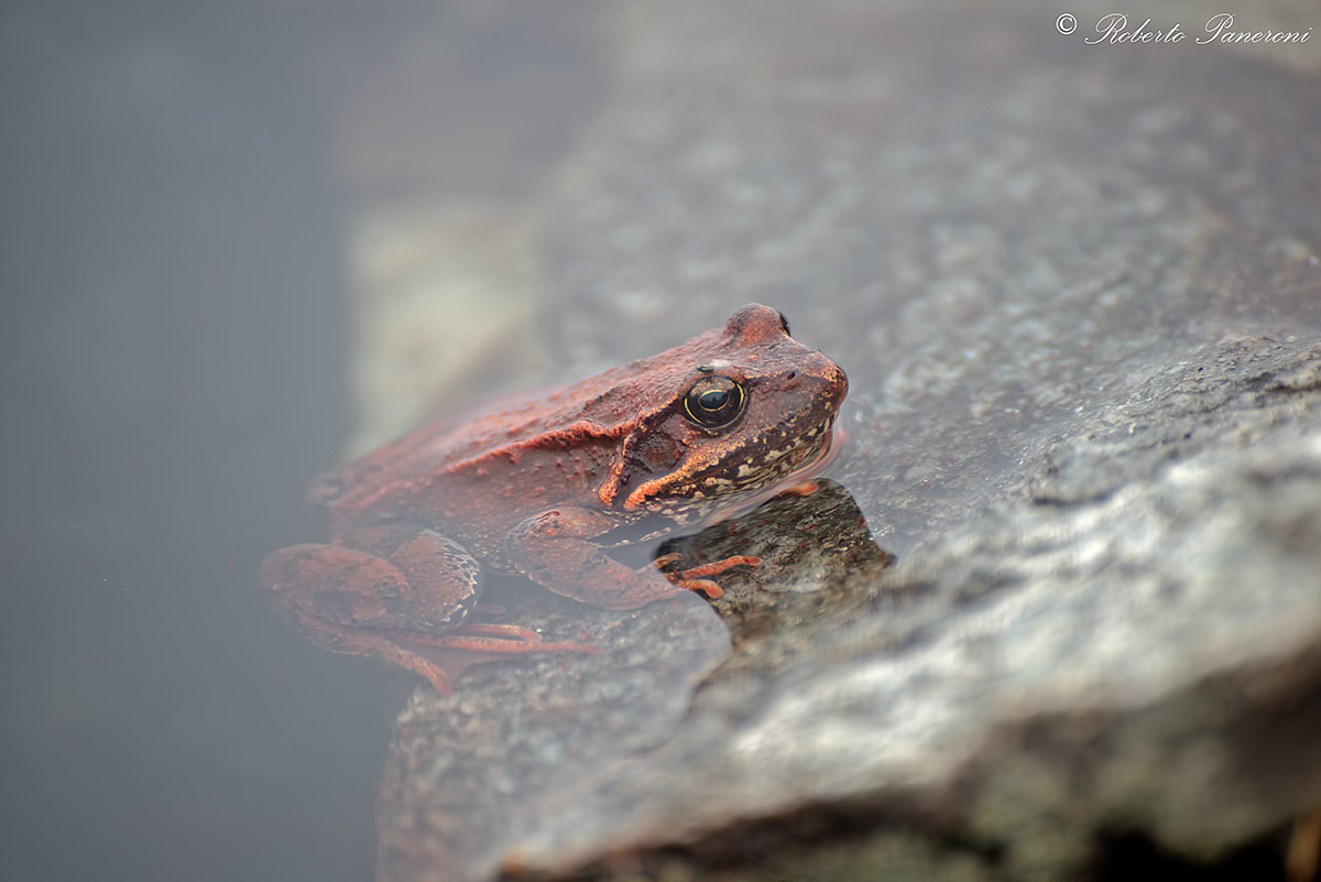 temporaria del Monviso