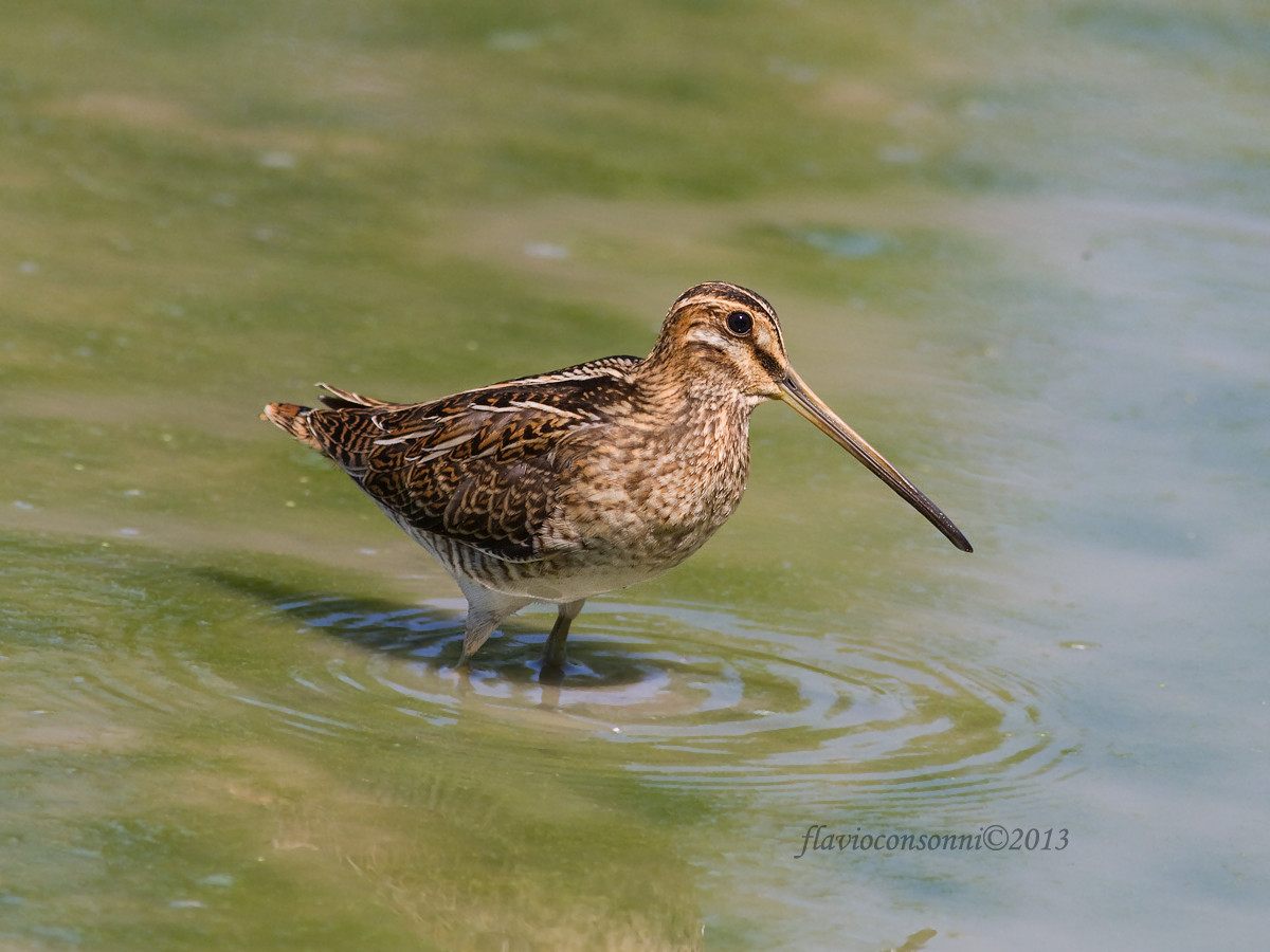 Snipe