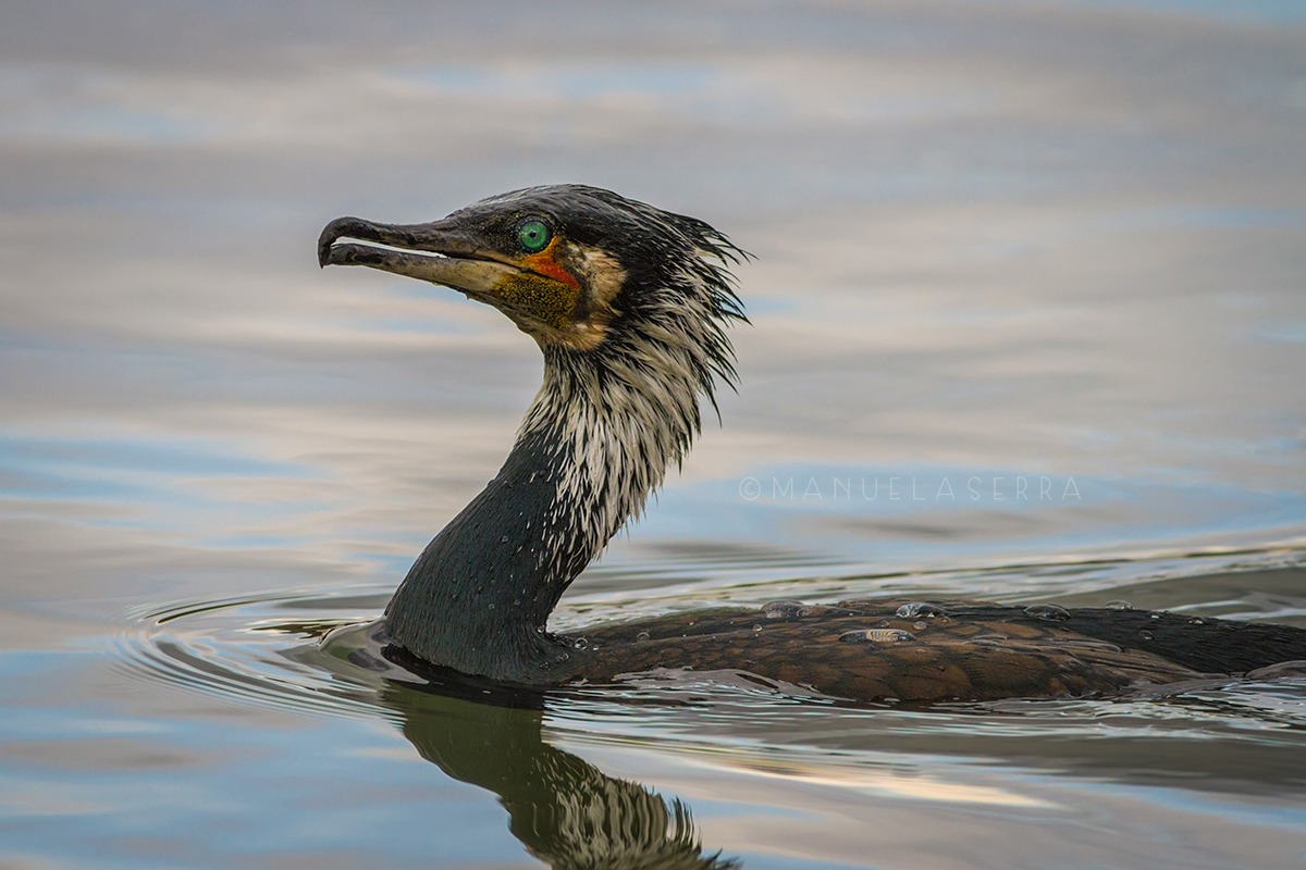 Cormorant with crest