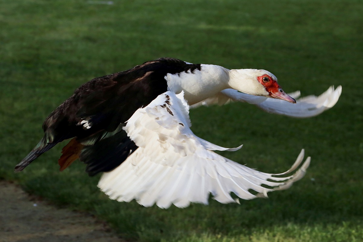 Muscovy