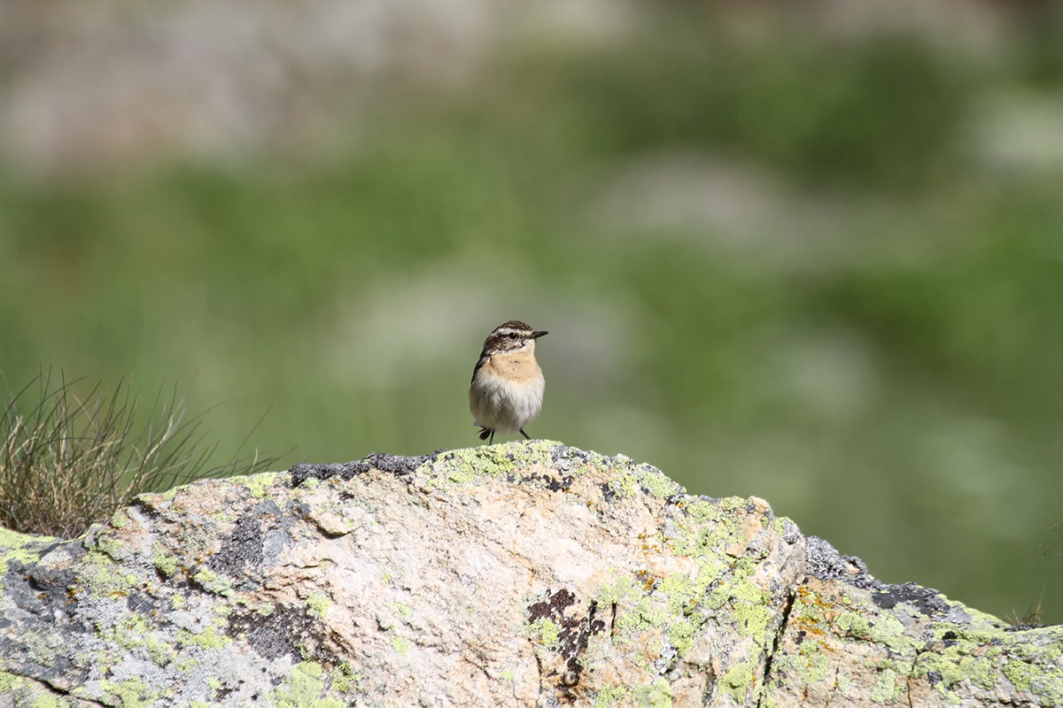 Whinchat