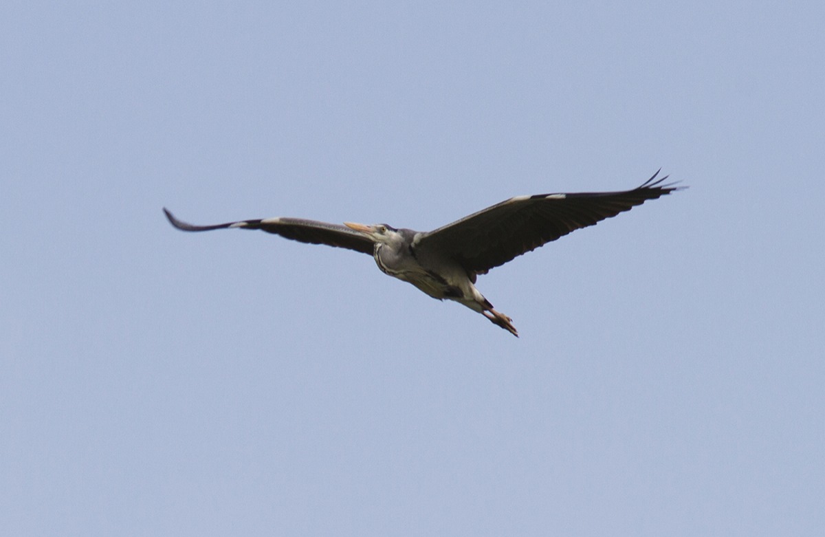 Grey Heron