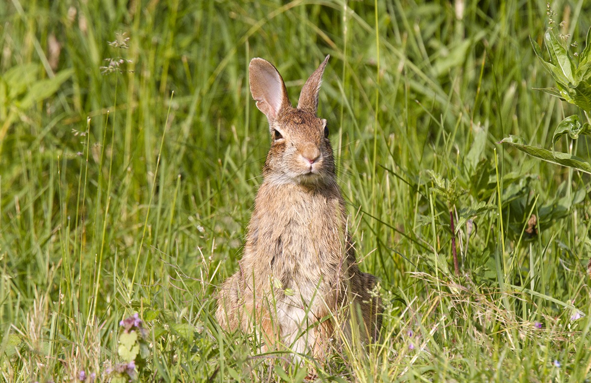 Leveret