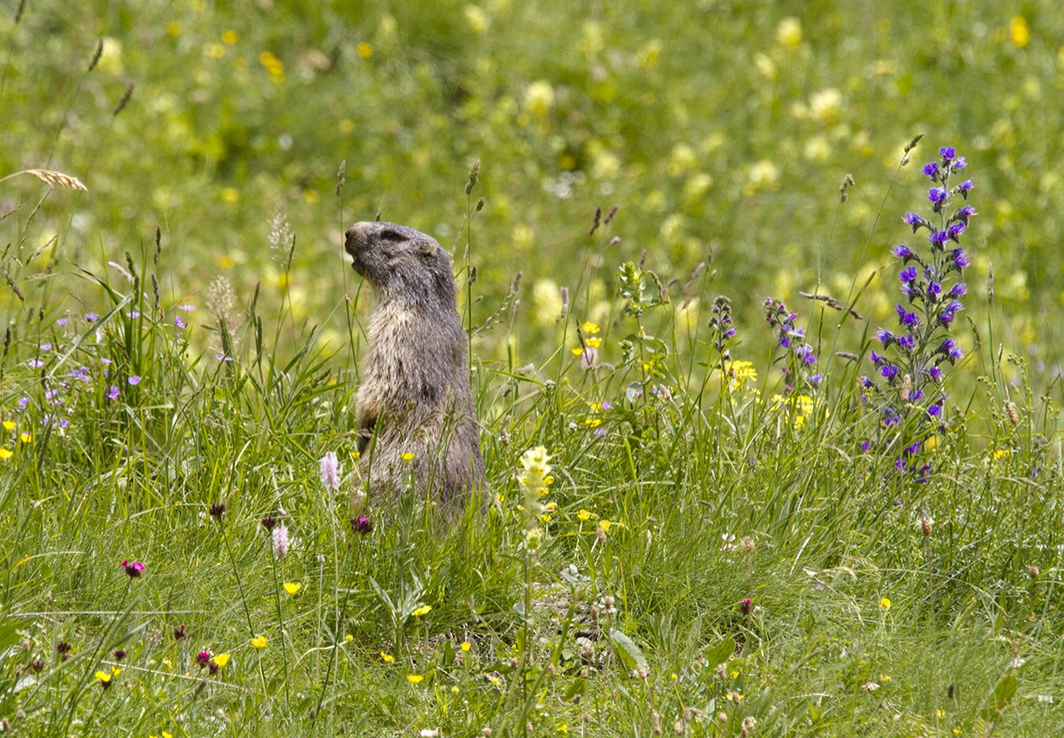 Marmot