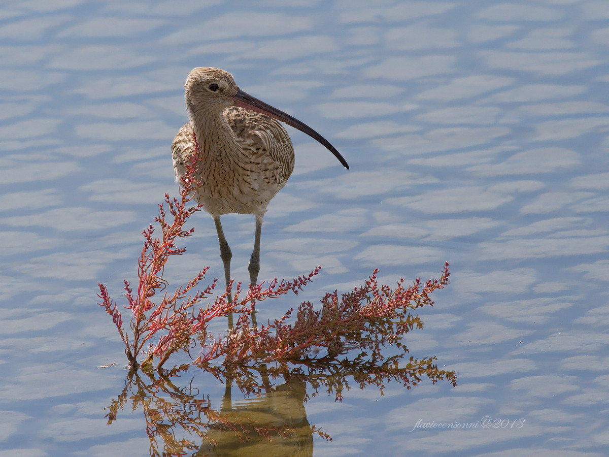 Curlew