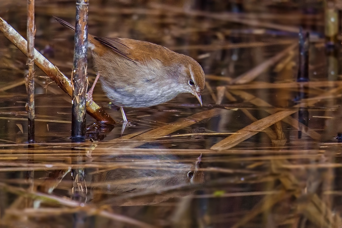 Cetti's Warbler