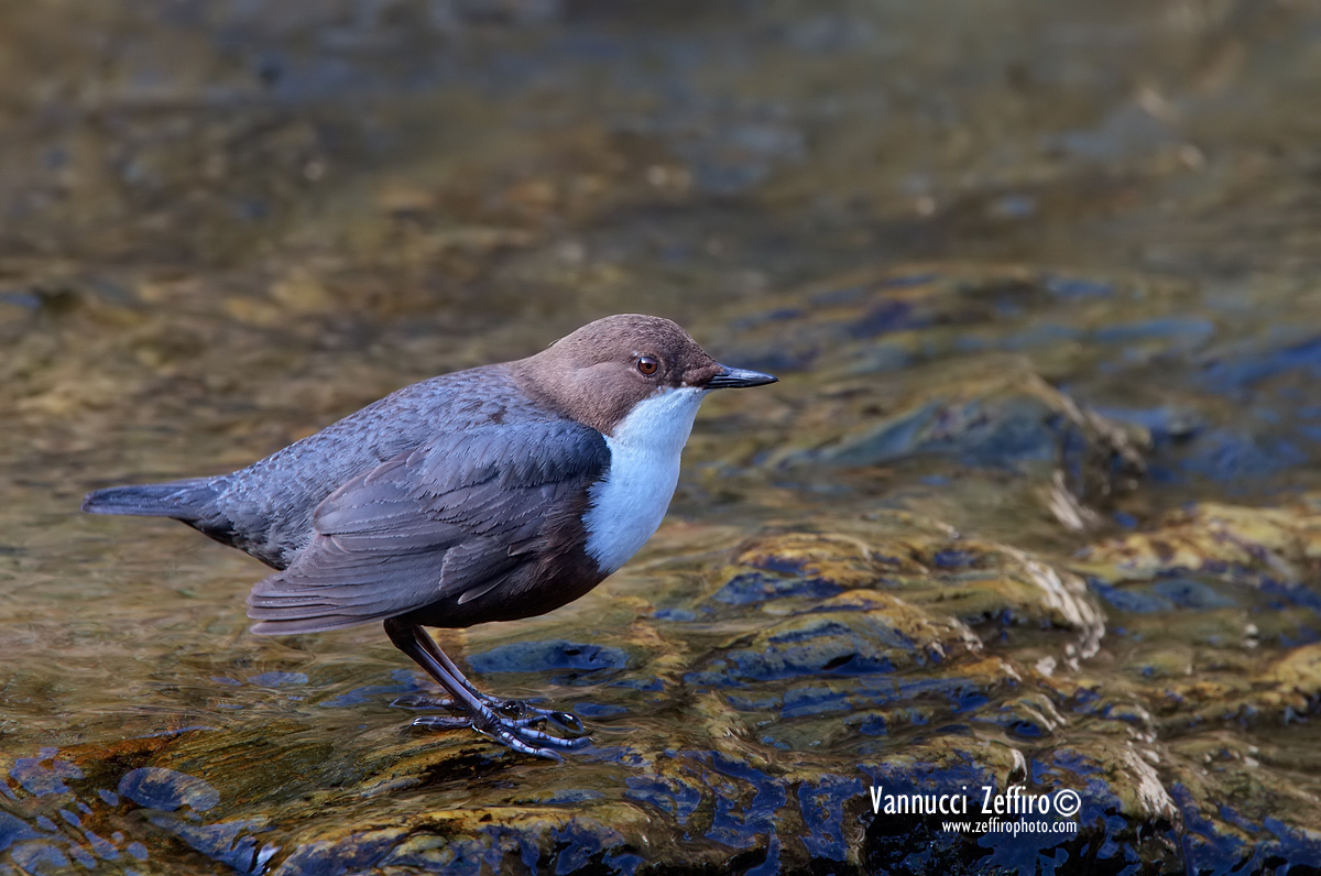 Dipper