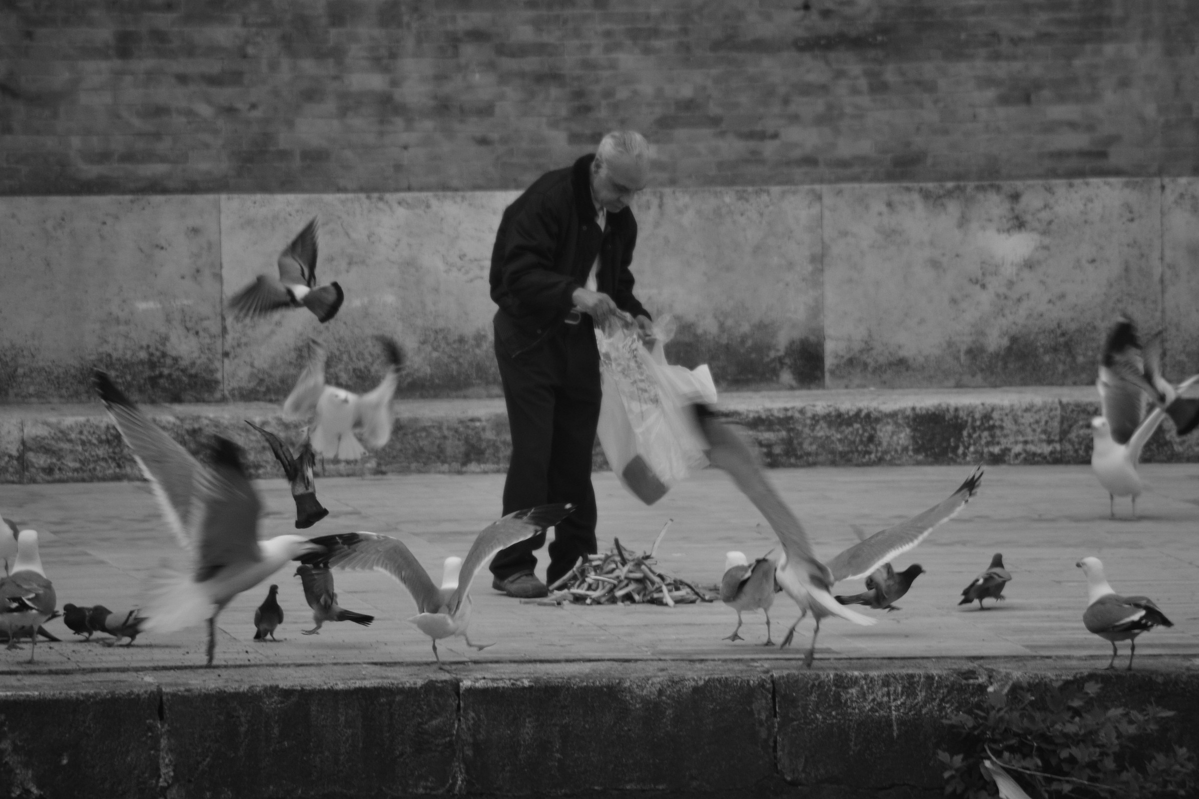 the man and the seagulls