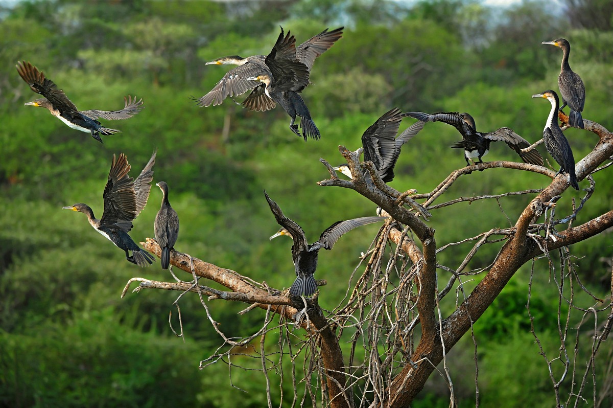The tree of cormorants