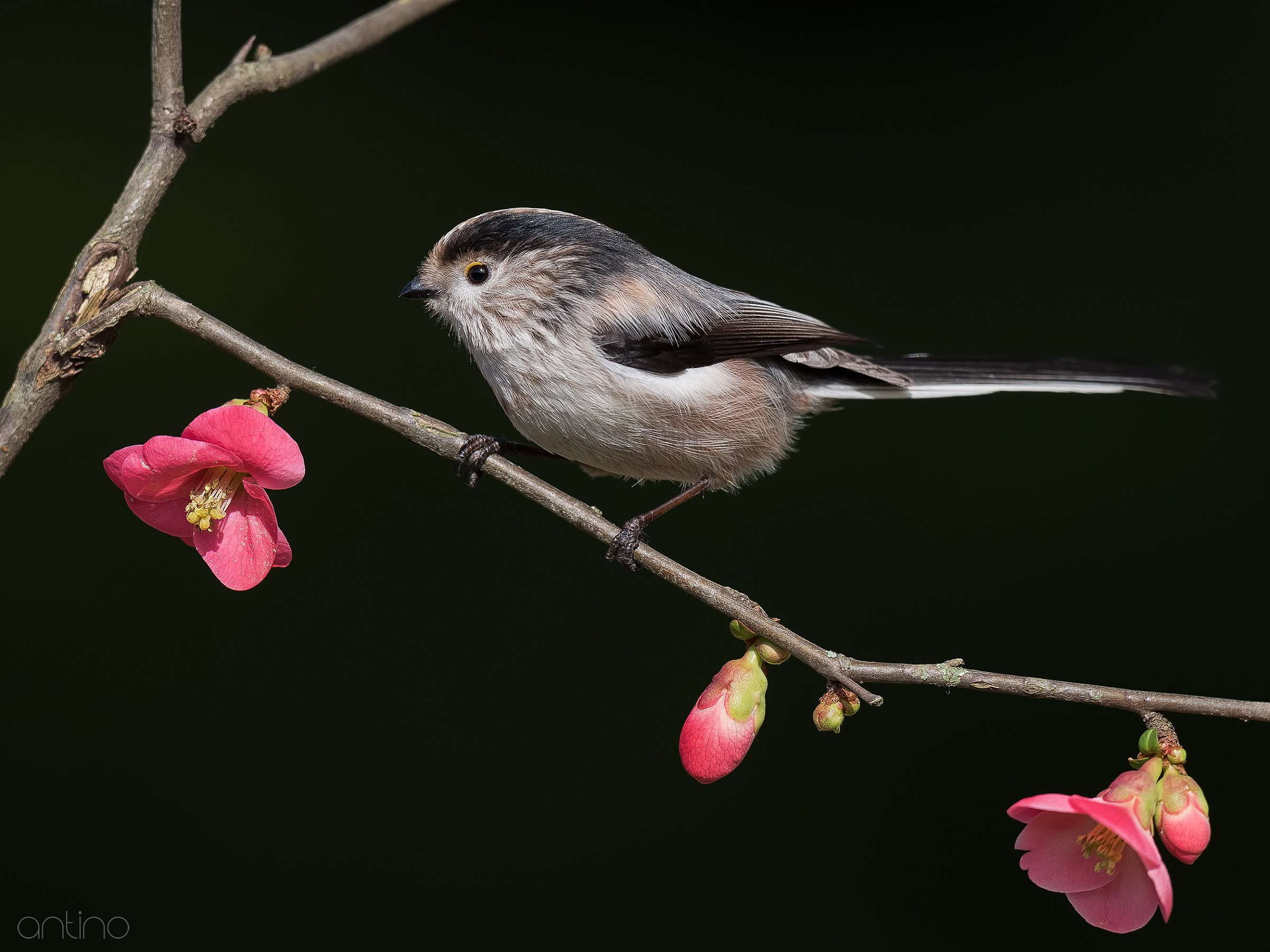 Codibugnolo floreale