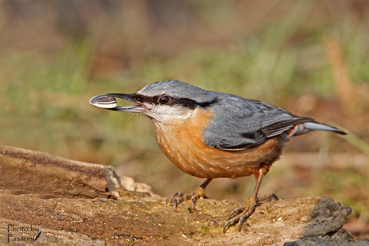 Mmmm... buono il semino!