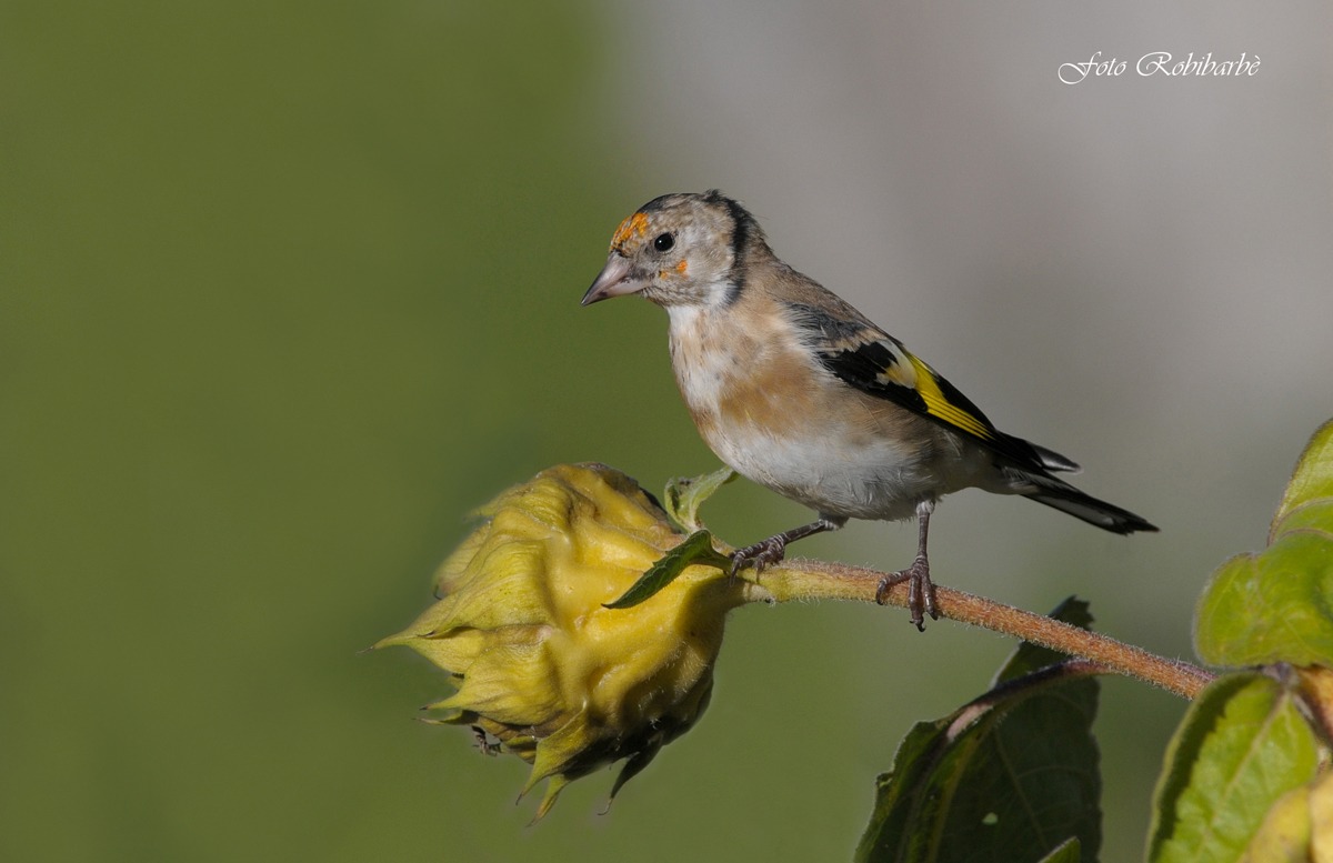 A young Goldfinch ...