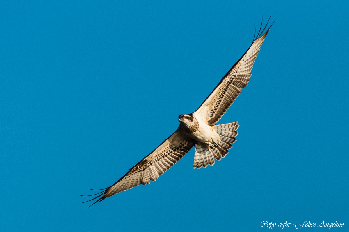 Osprey