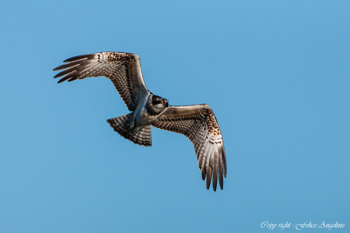 Osprey