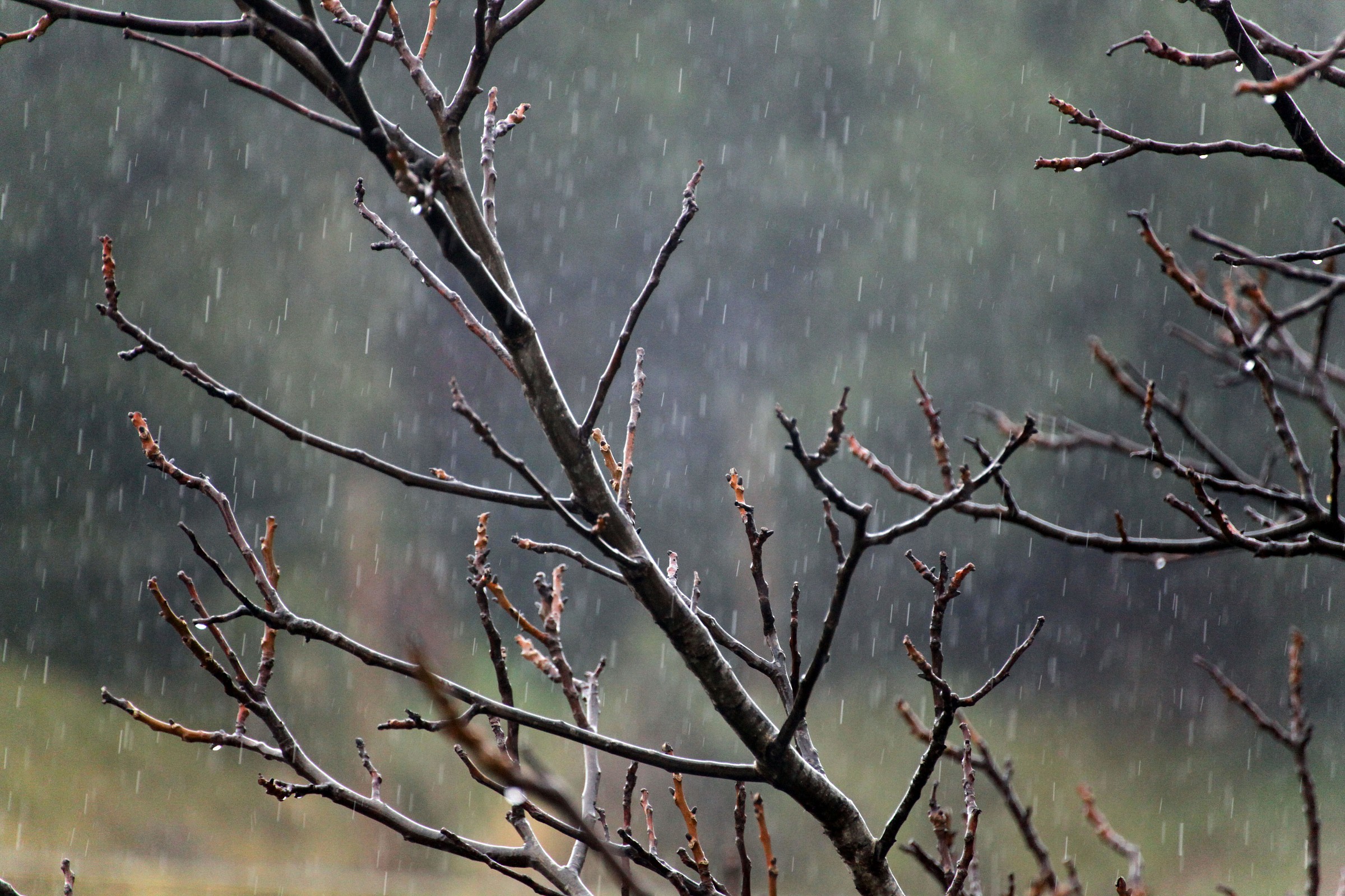 It rains on the cherry