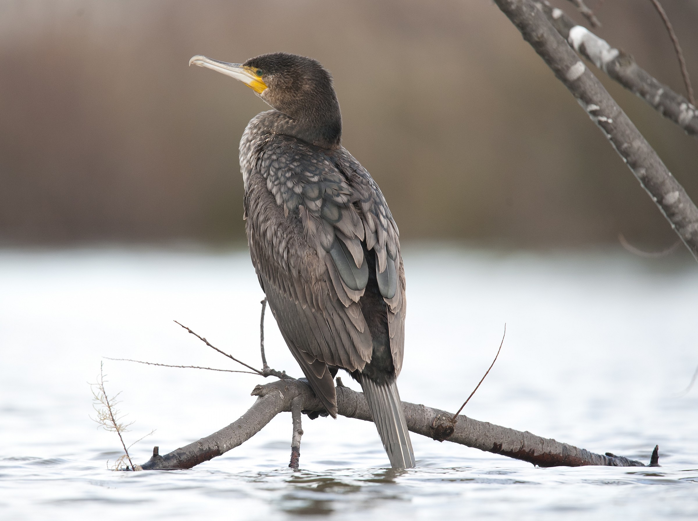 Cormoranohttp://img1.juzaphoto.com/shared_files/uploads