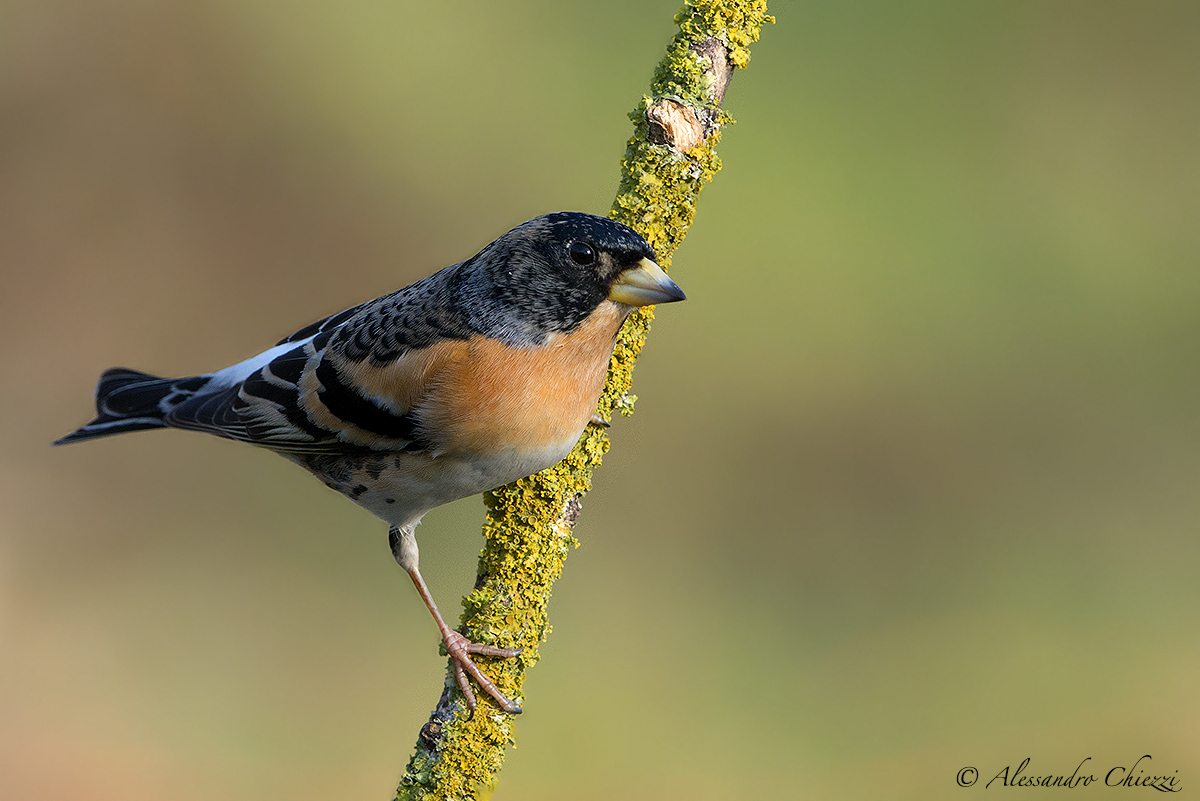 Brambling
