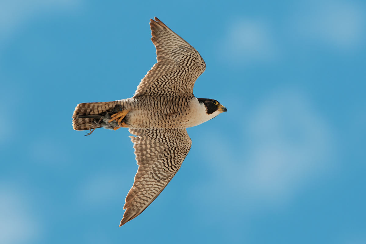 Falco pellegrino con preda