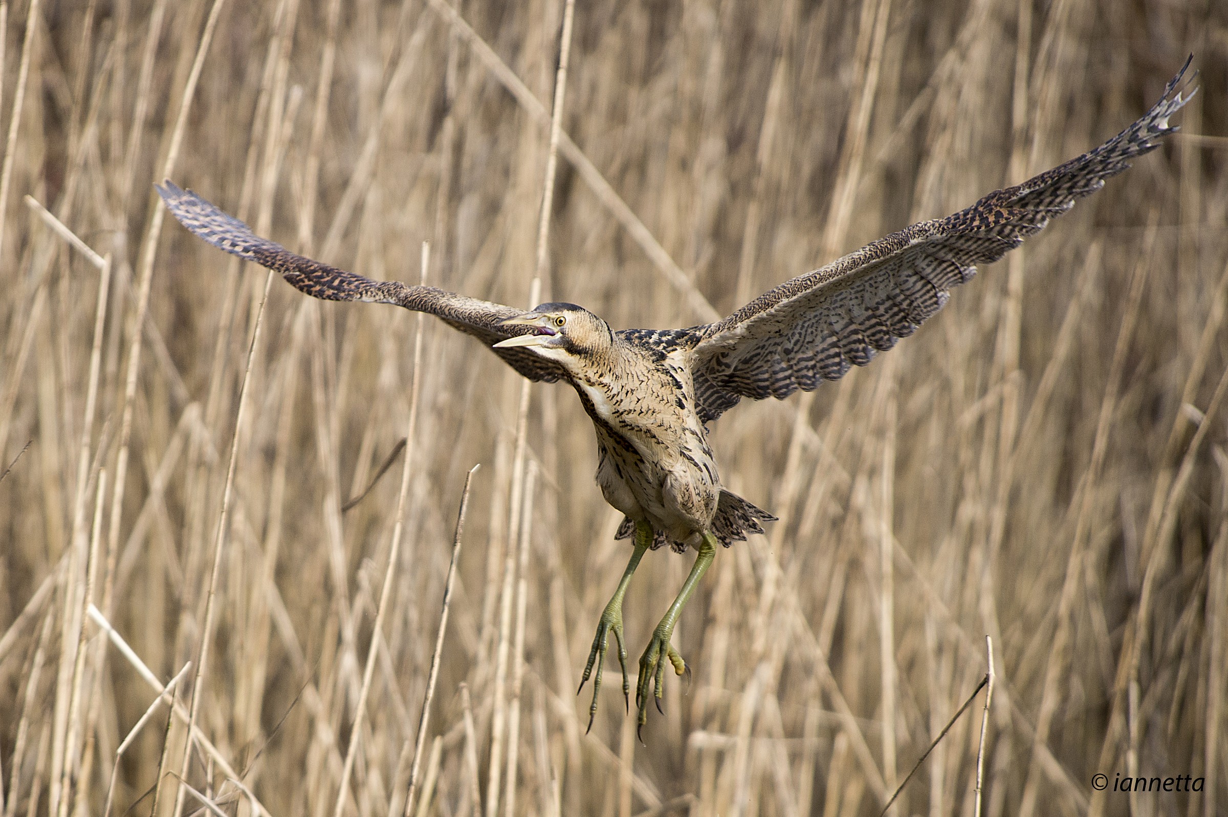 The flight of the Bittern