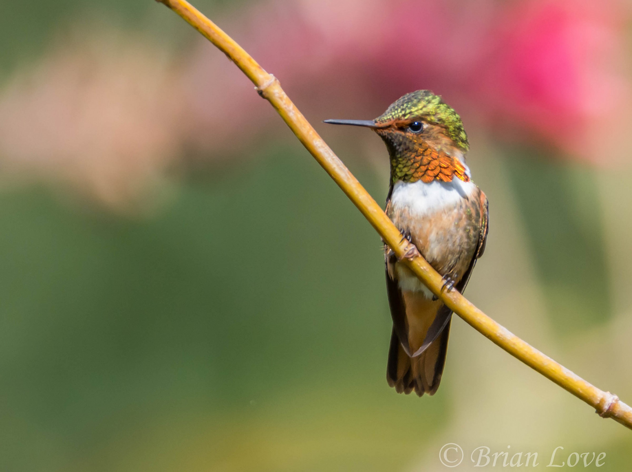 Scintillant Hummingbird Male - The Bumble Bee