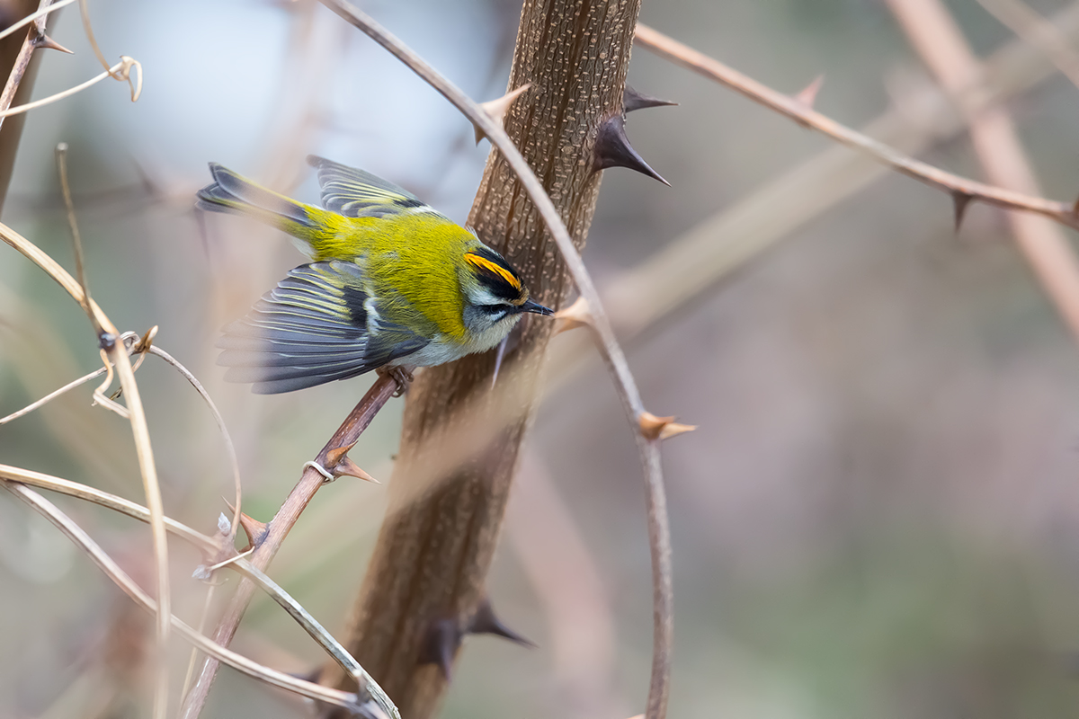 Firecrest among thorns