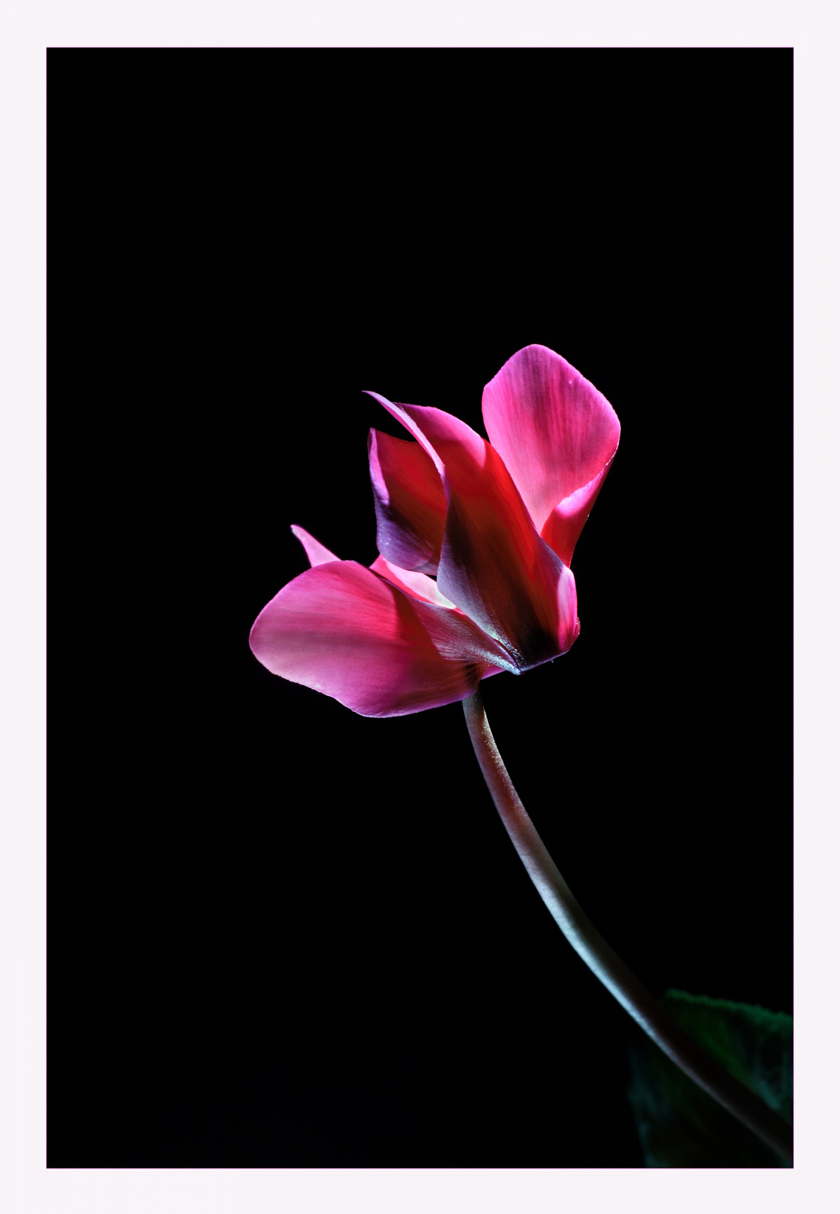 Cyclamen
