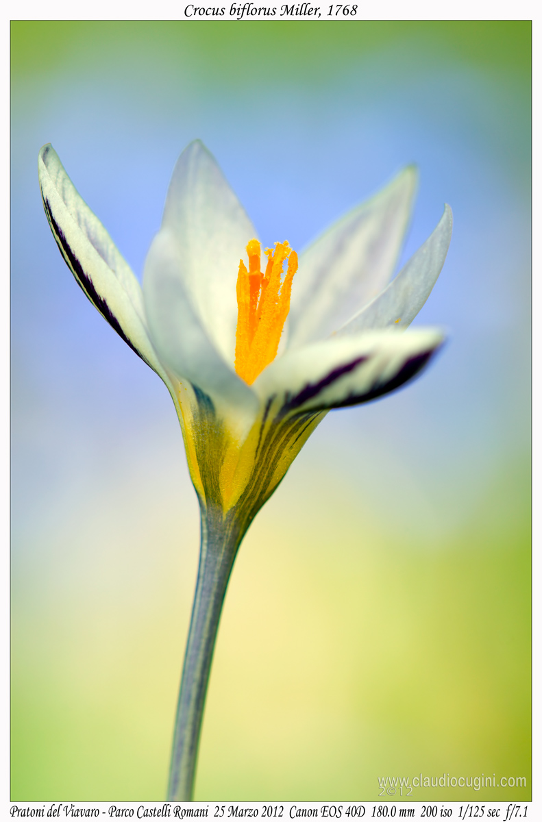 Crocus