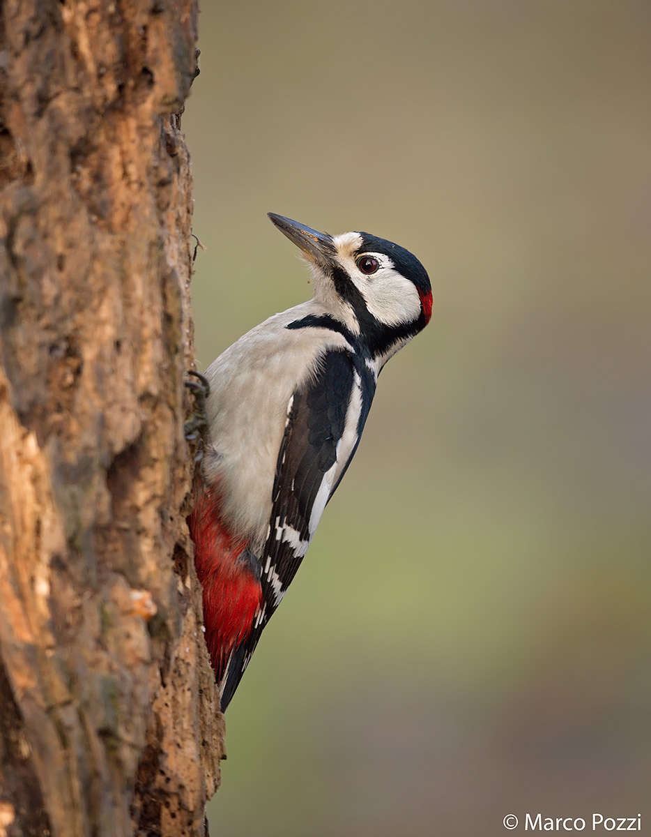 Spotted Woodpecker male
