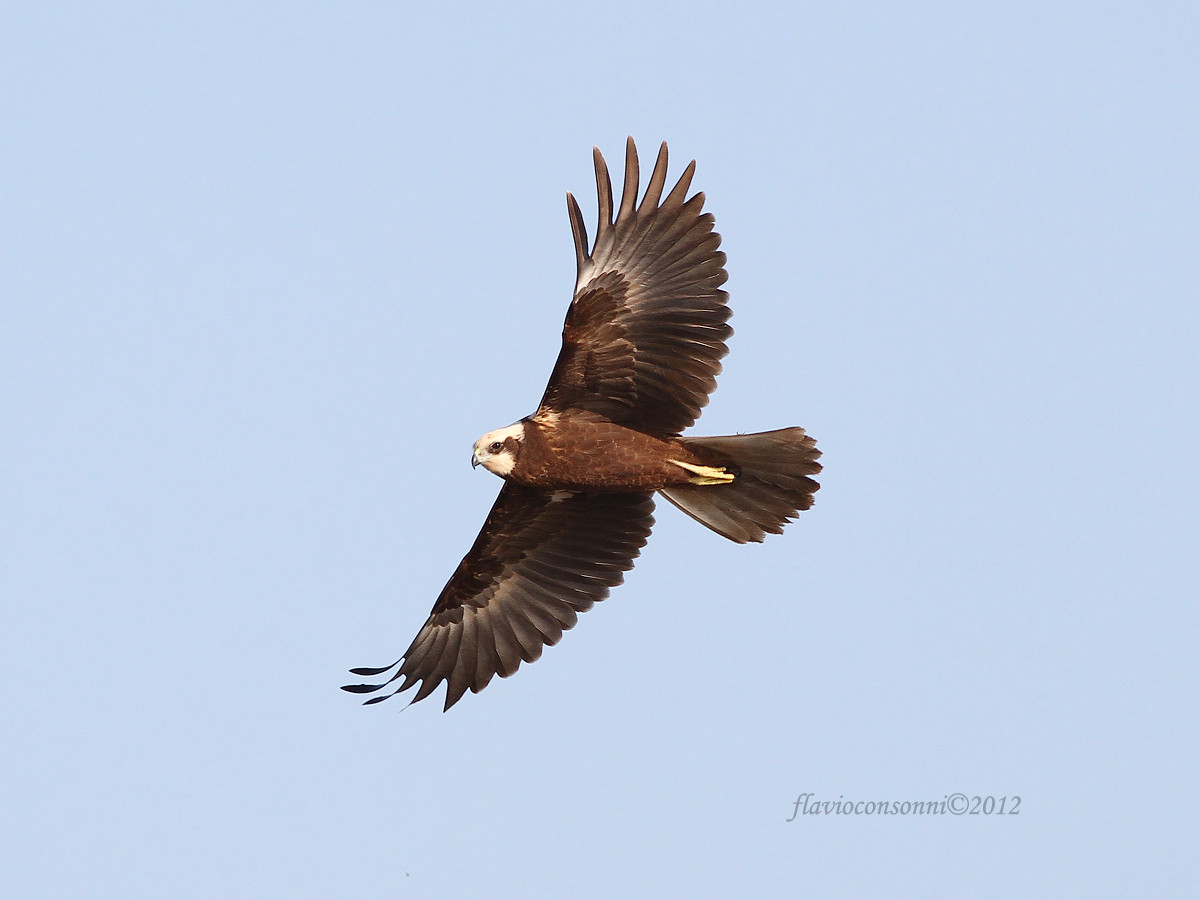 Marsh Harrier