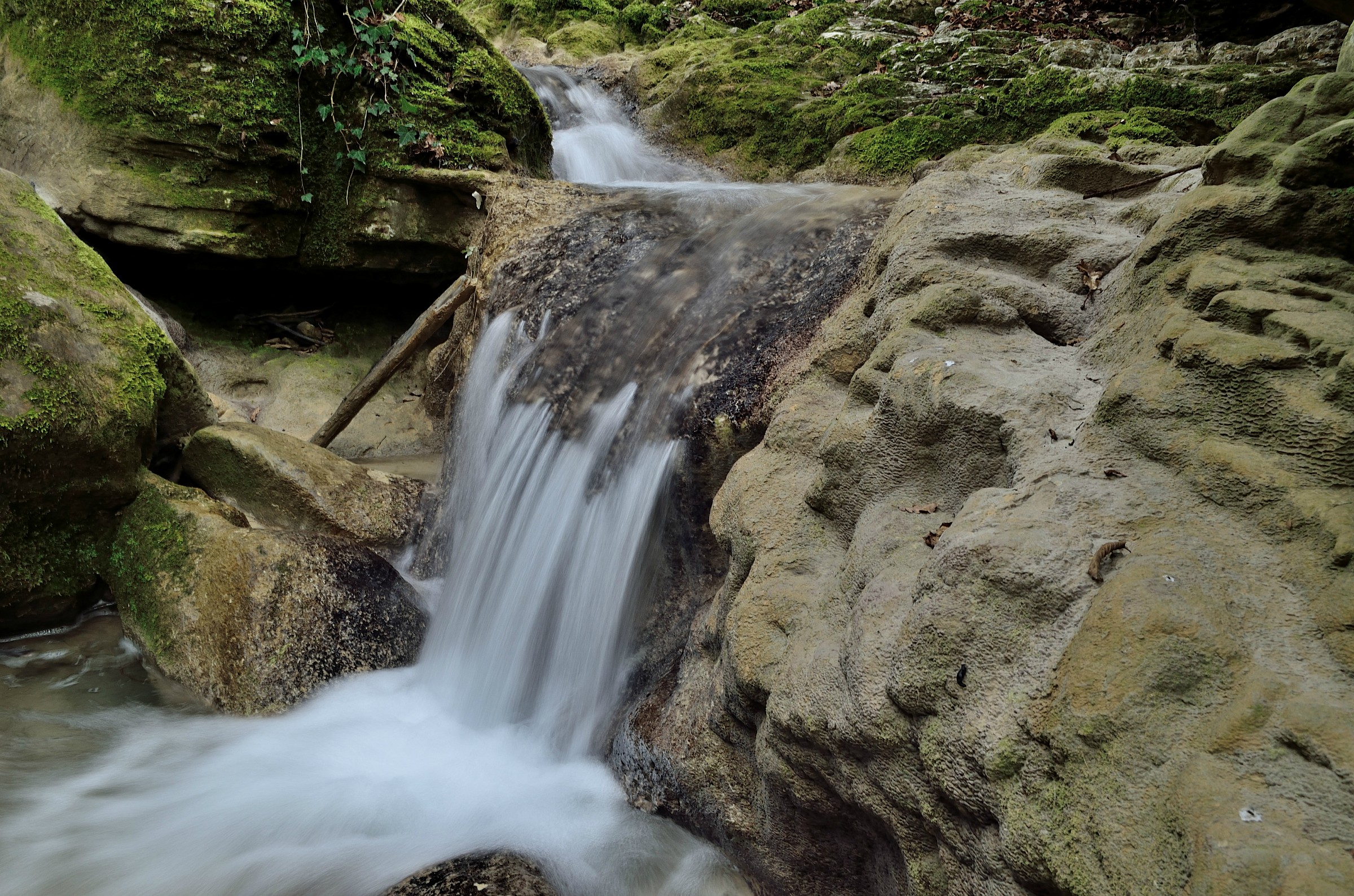 Between water and land in the woods