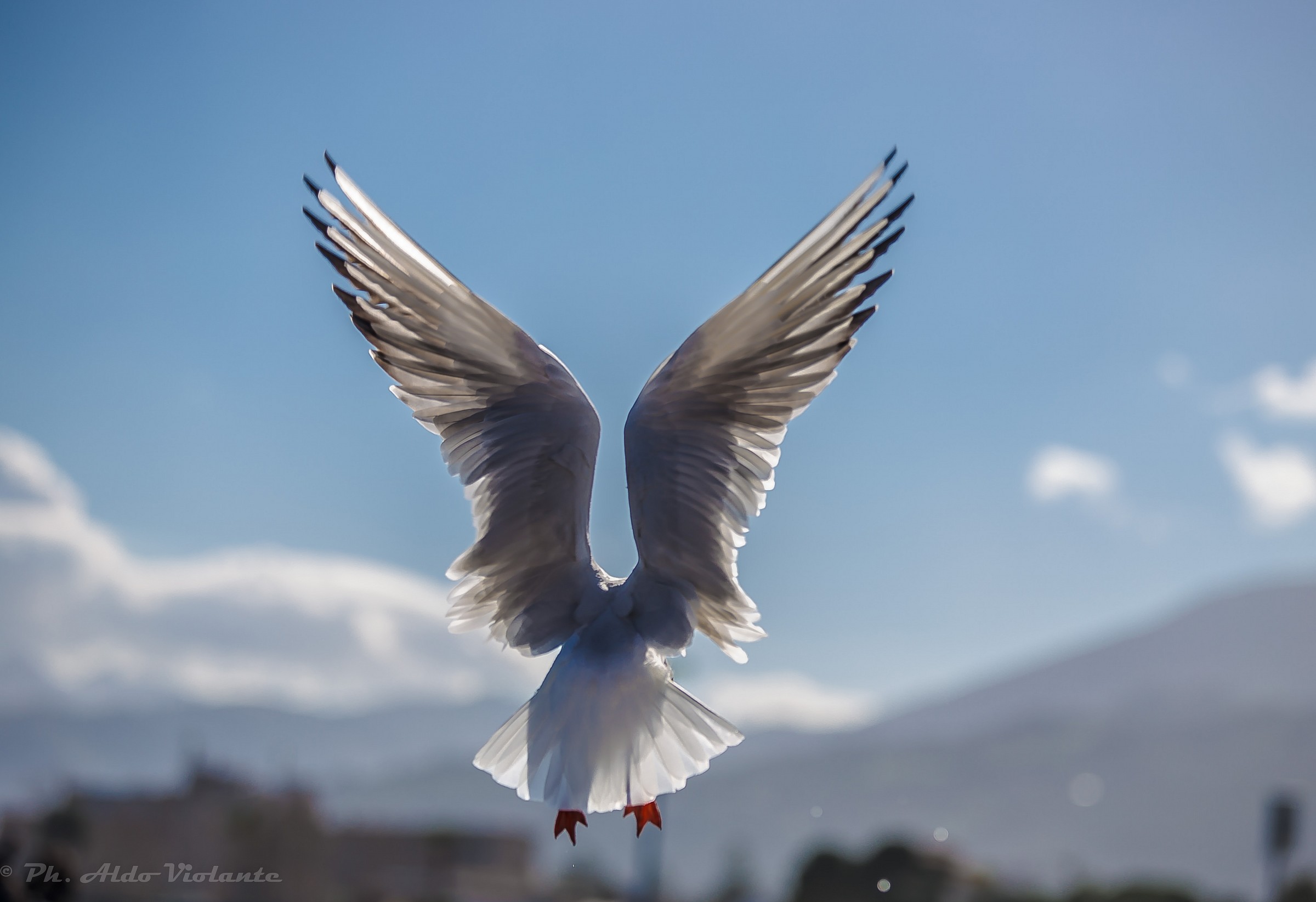 Seagull in flight