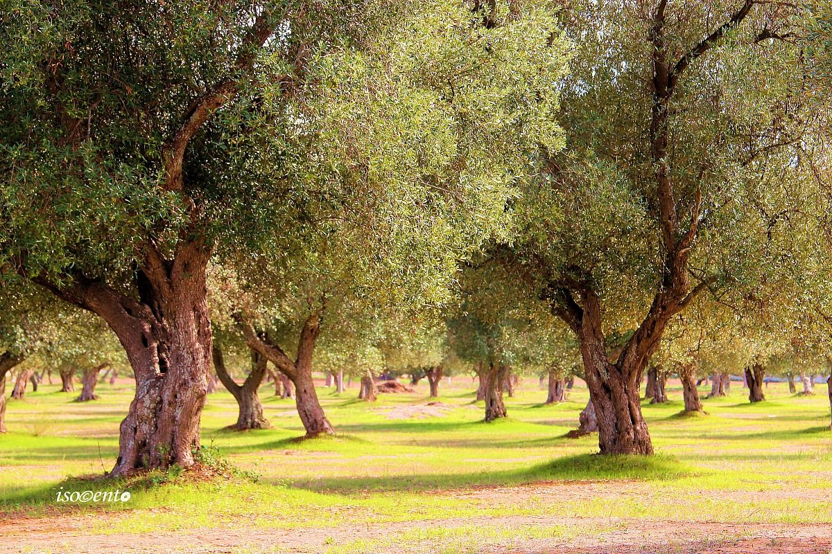 Oliveto in Salento