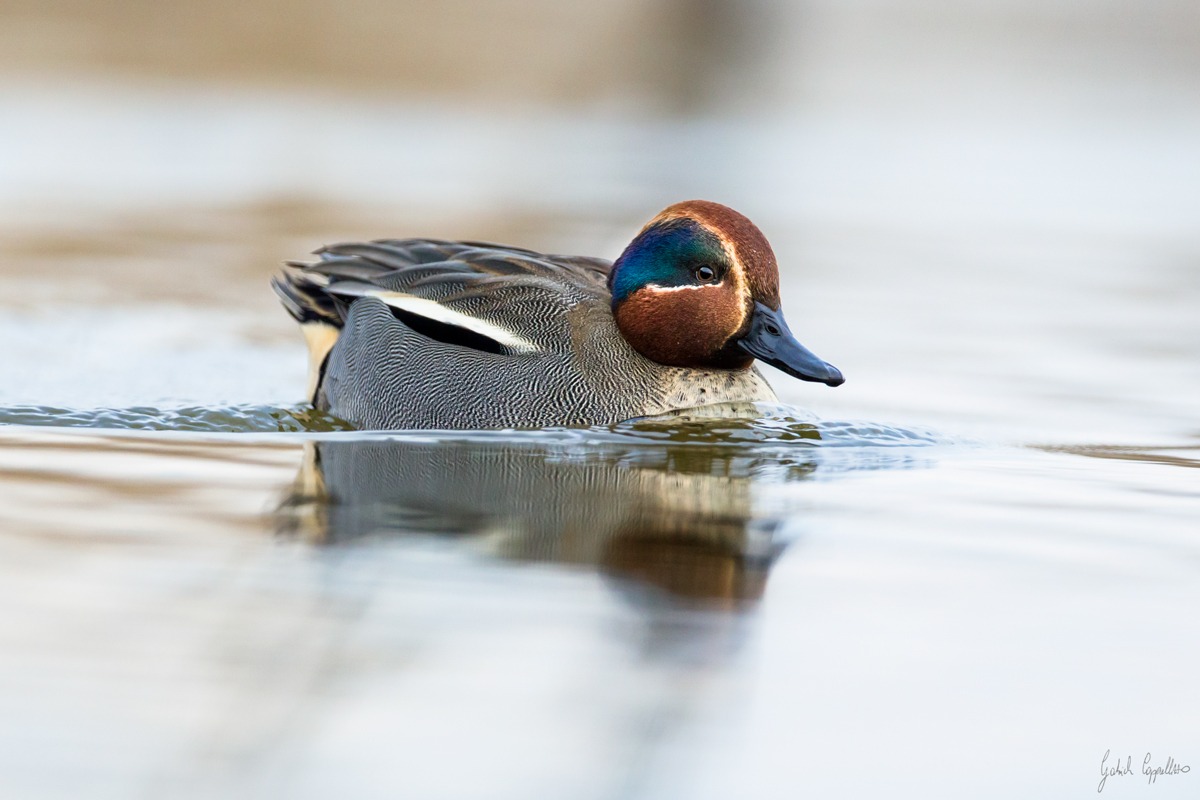 Alzavola (Anas crecca)