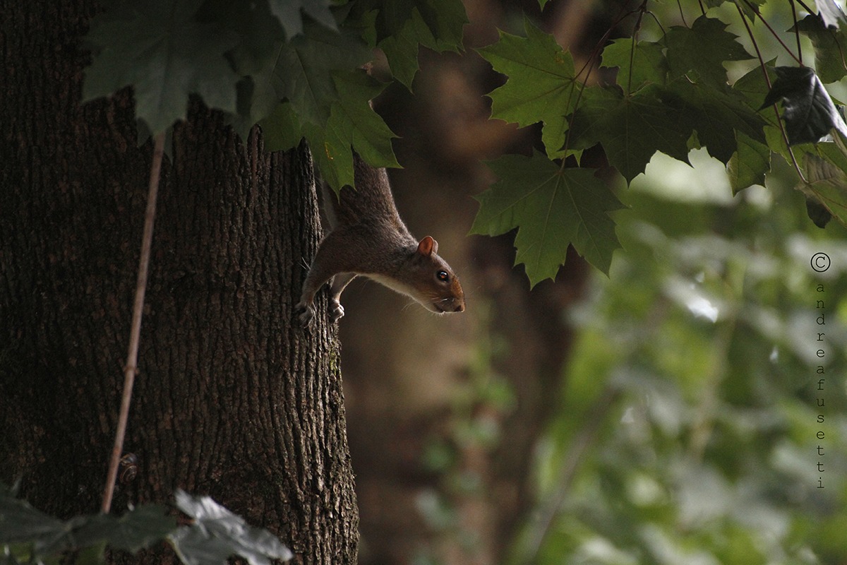 Sciurus carolinensis