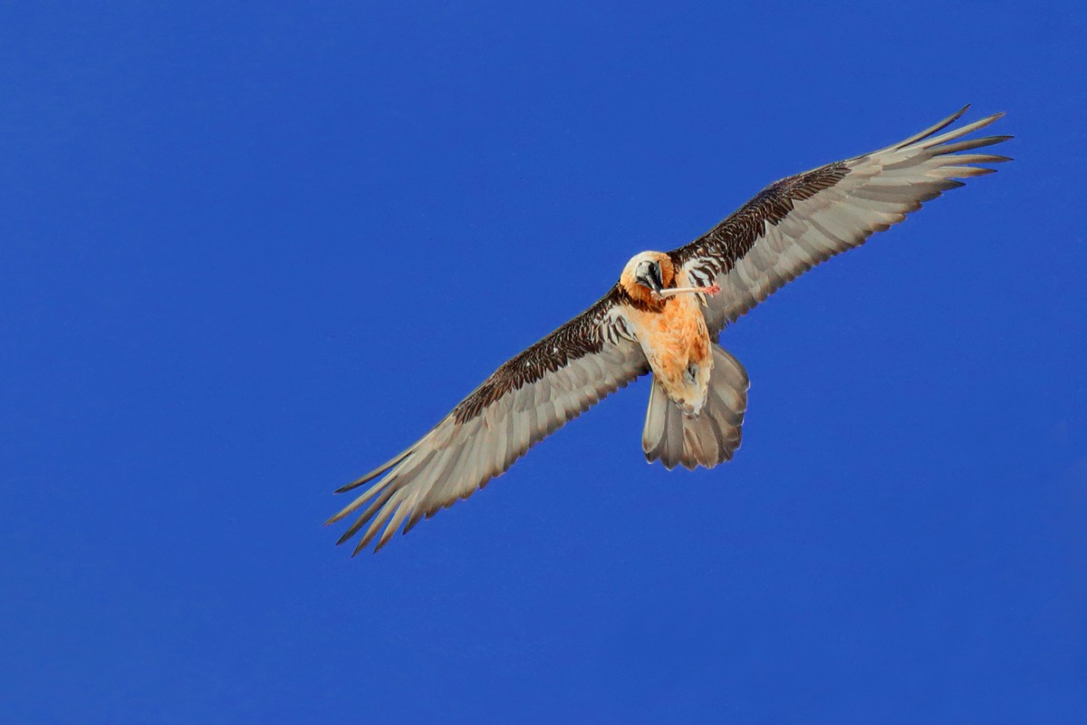 gipeto in volo con osso