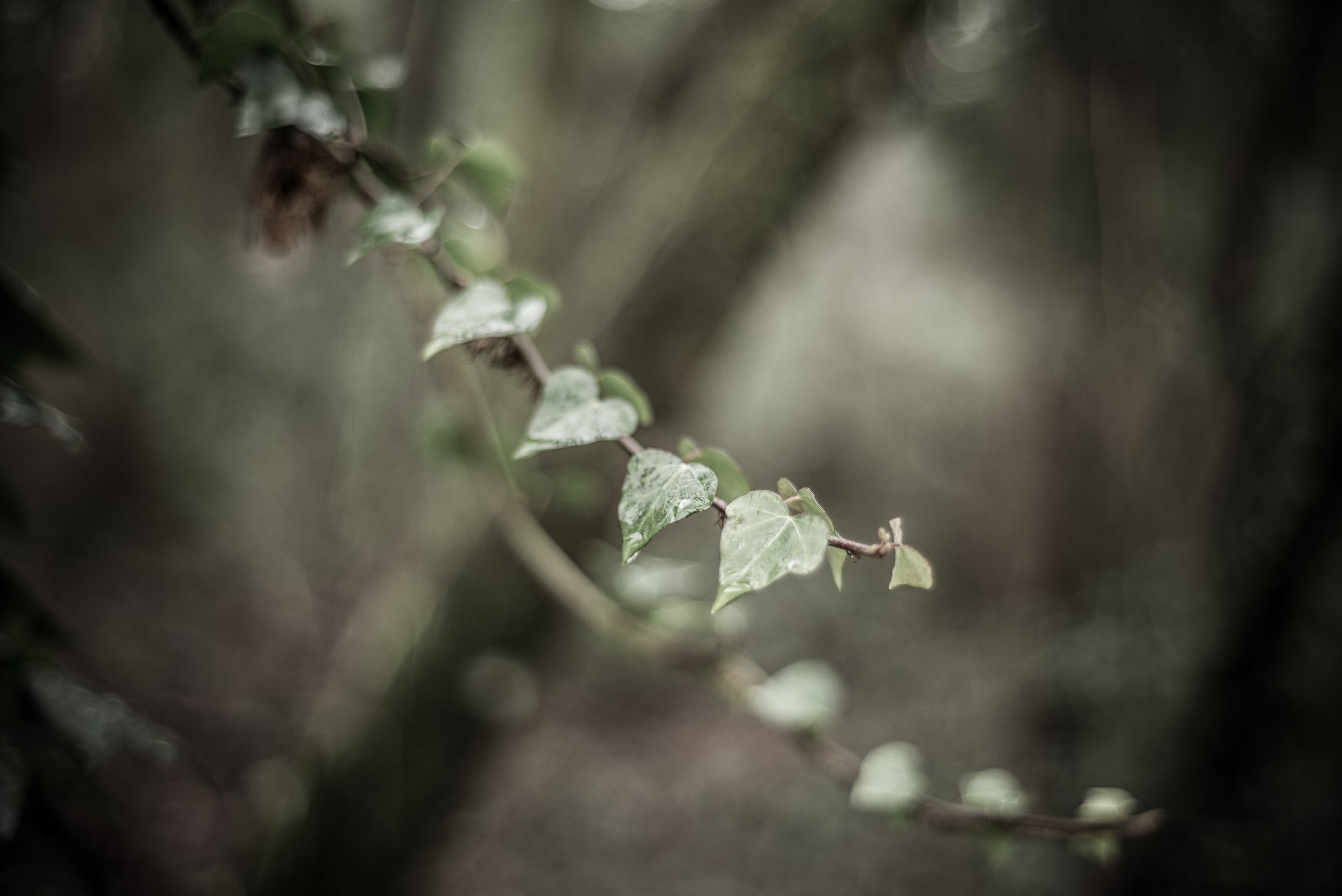 In the magical forest