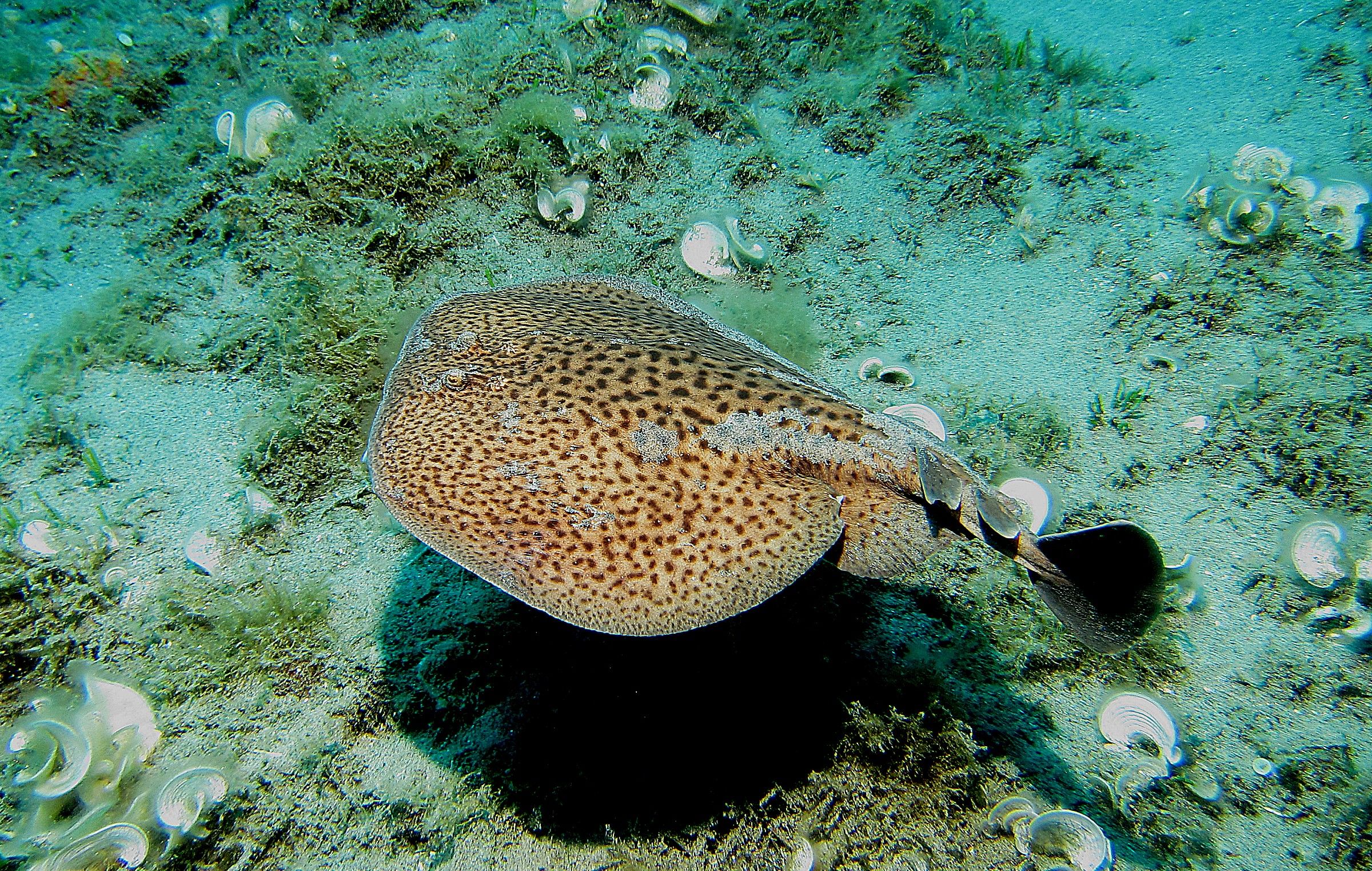 Staircase-Strait of Messina