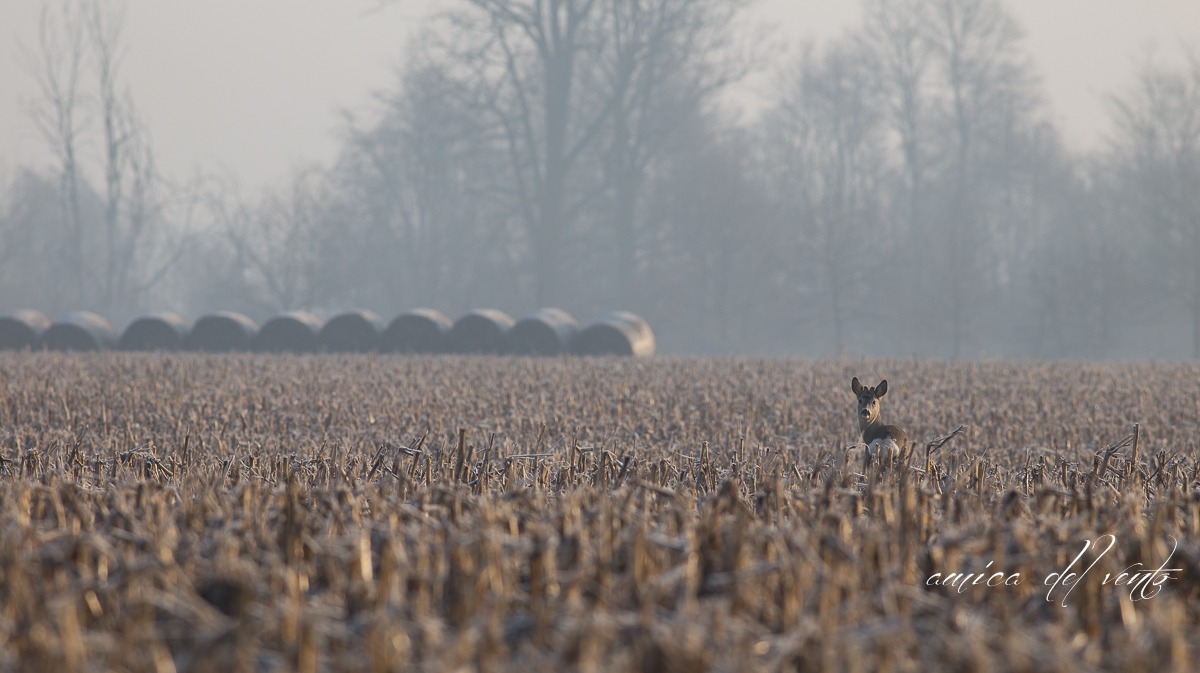 life in the countryside dormant
