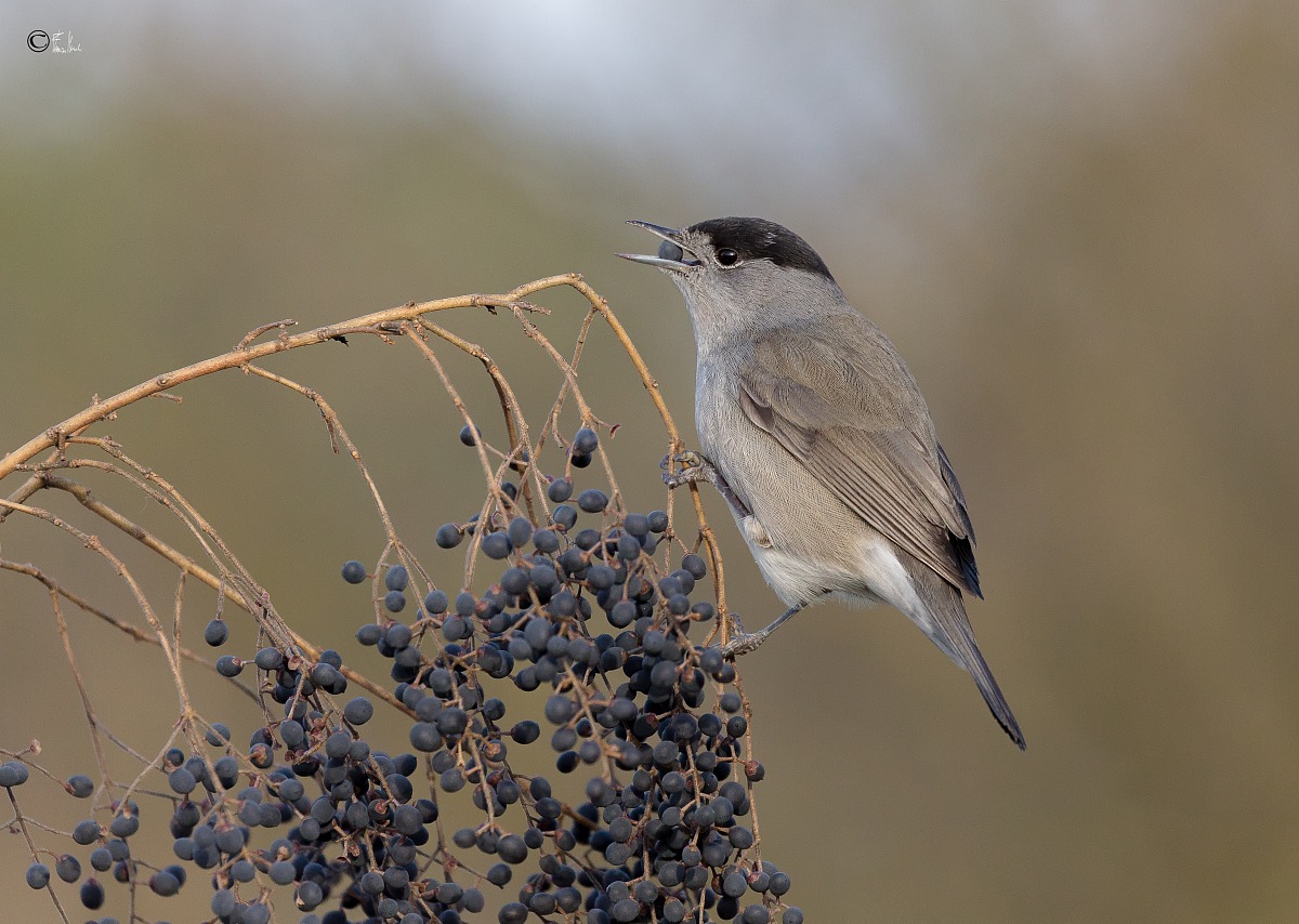 Blackcap