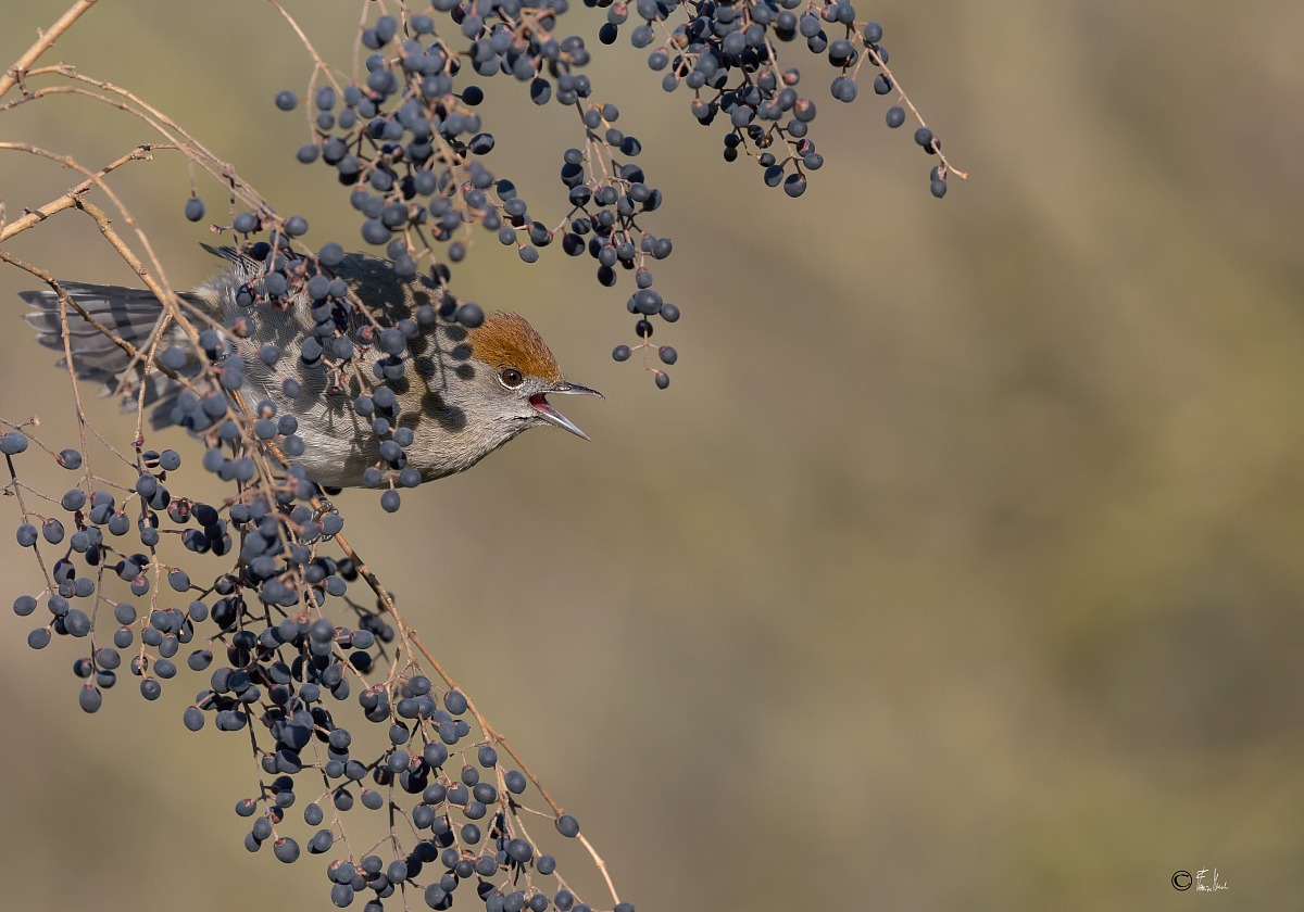 juv Blackcap