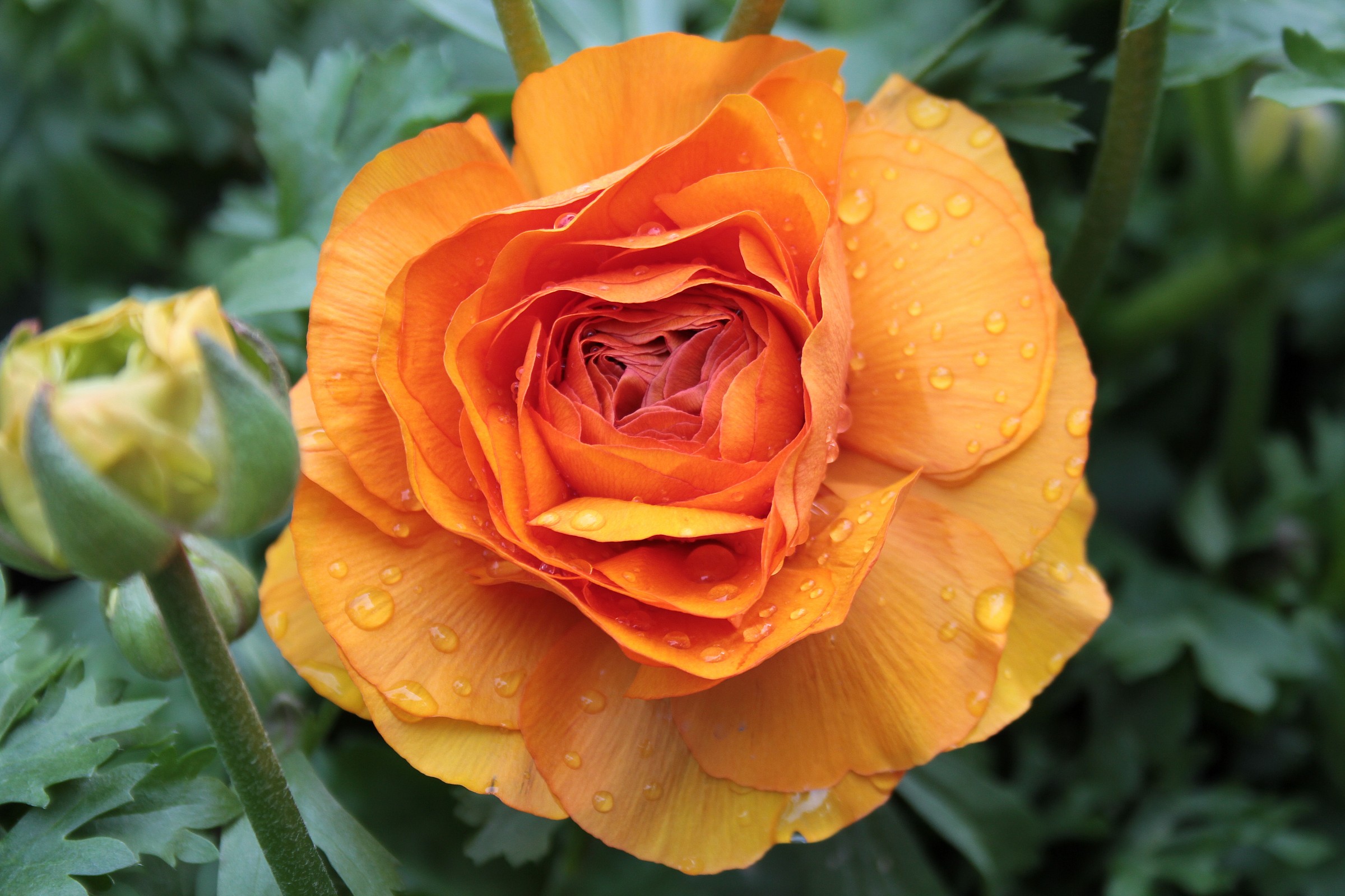 Like an big Orange ;)