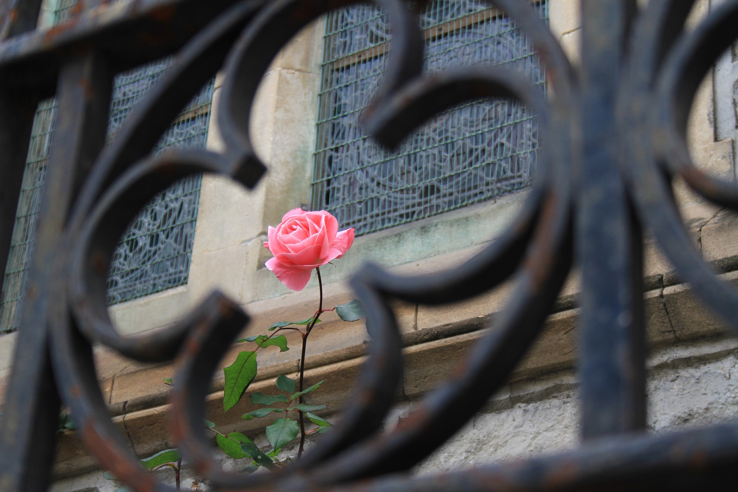 Rosa vince su tutto!