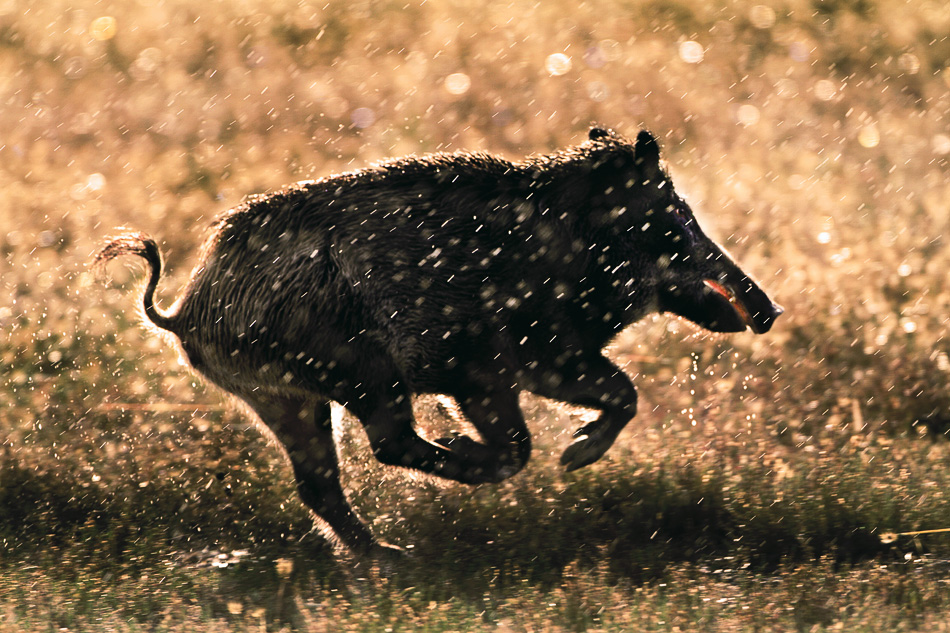 Between sun and rain