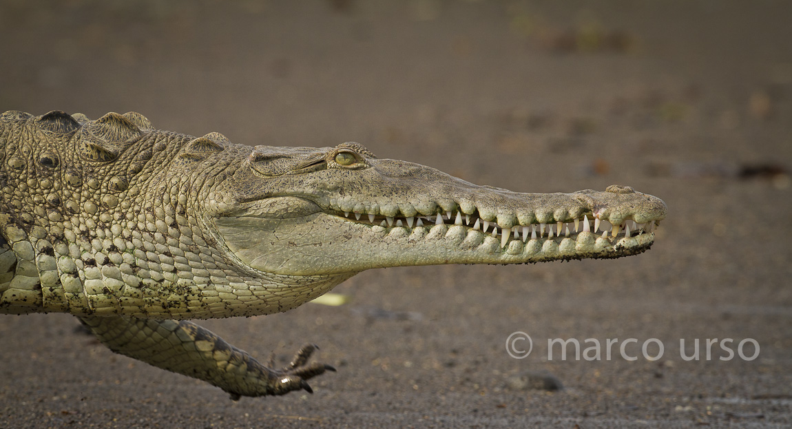 Dentatura perfetta...