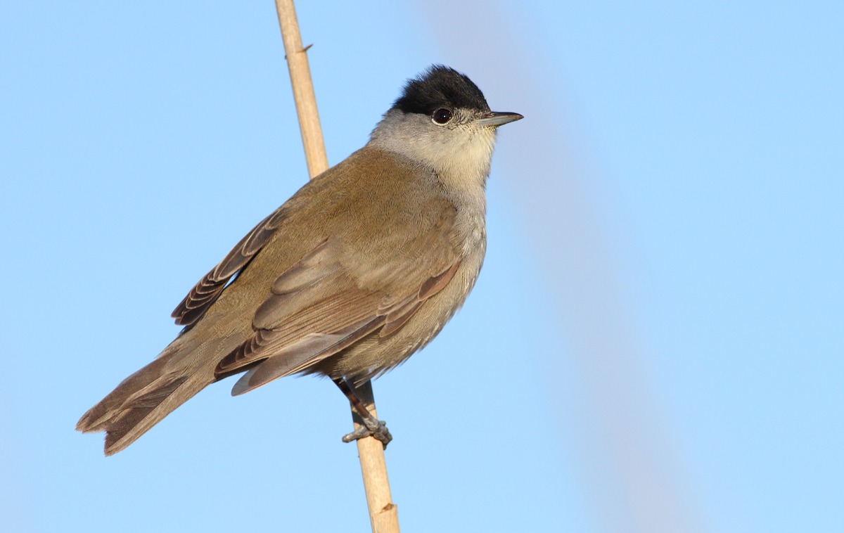 blackcap
