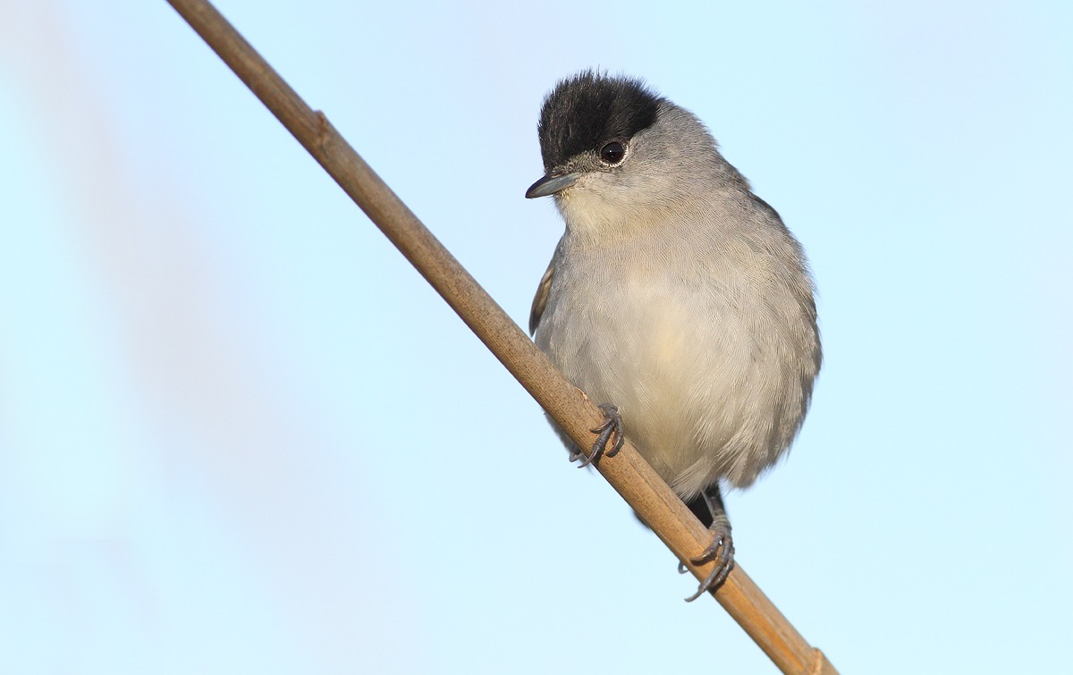blackcap